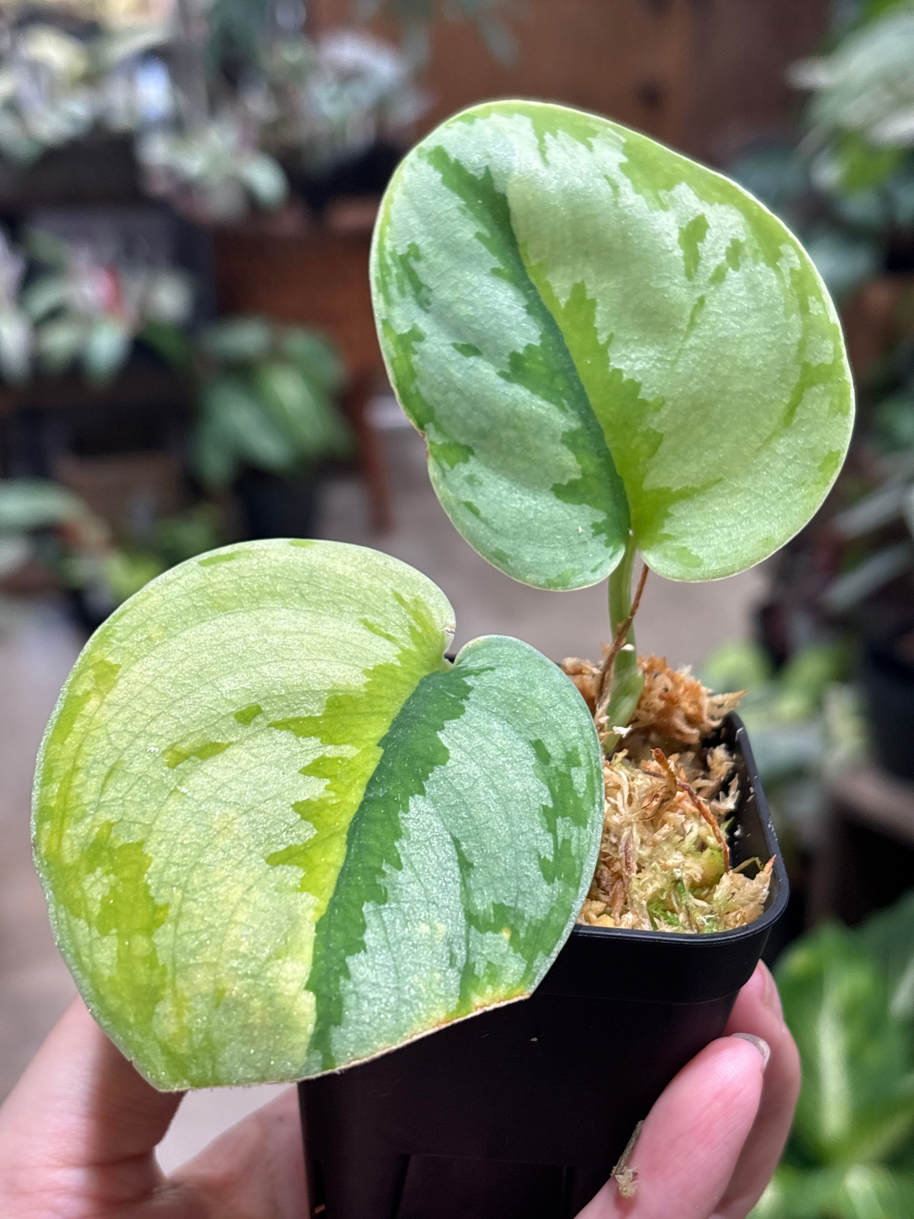 S226 スキンダプサス カーリュー | MIDORIYA 観葉植物専門店