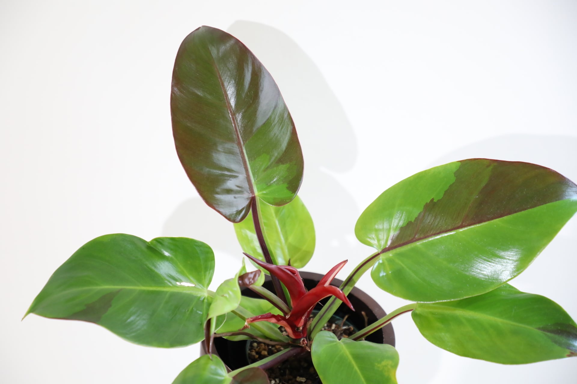 M】【希少】フィロデンドロン イエローフレーム/ Philodendron