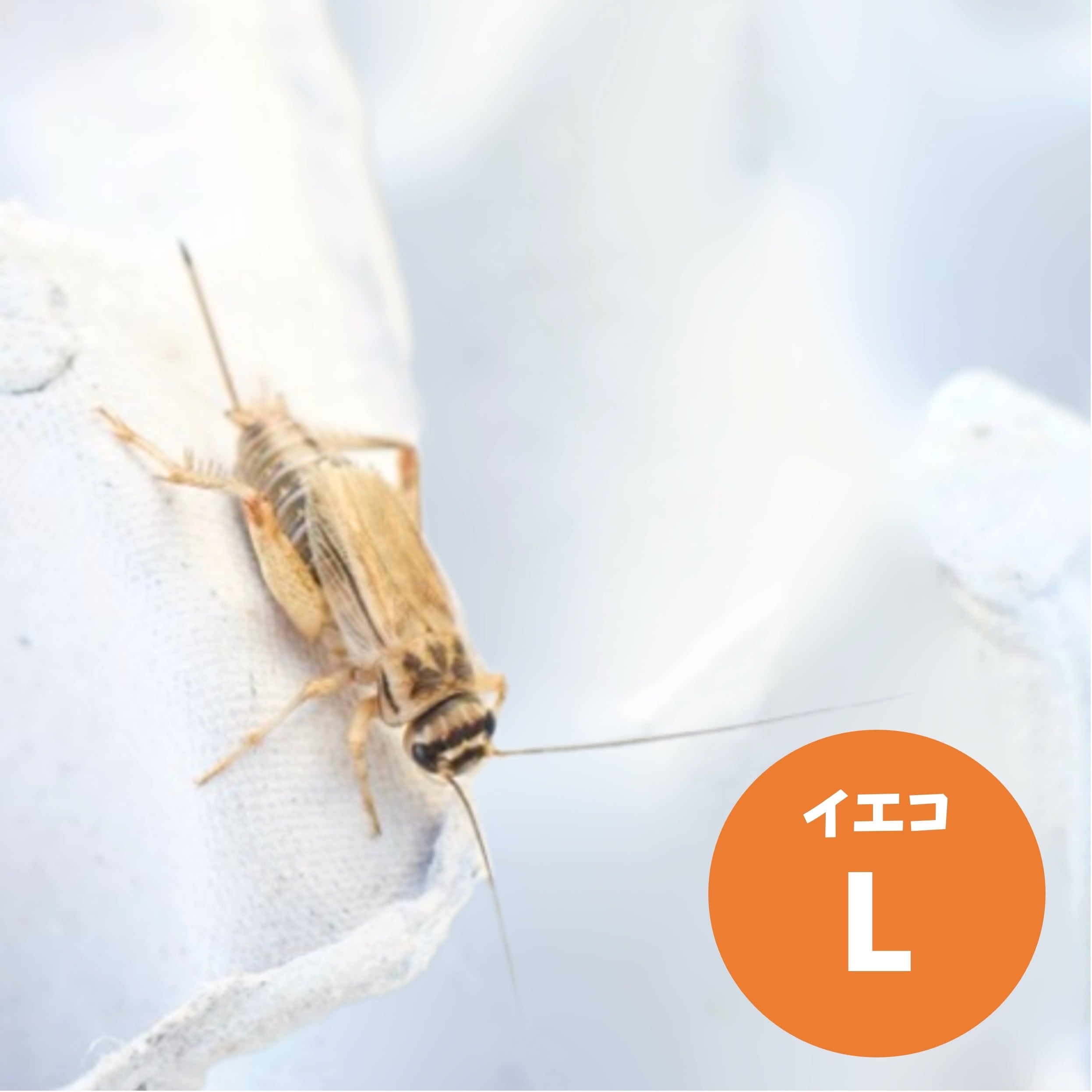 活餌）ヨーロッパイエコオロギML 生き餌コオロギ | 活コオロギ・冷凍餌