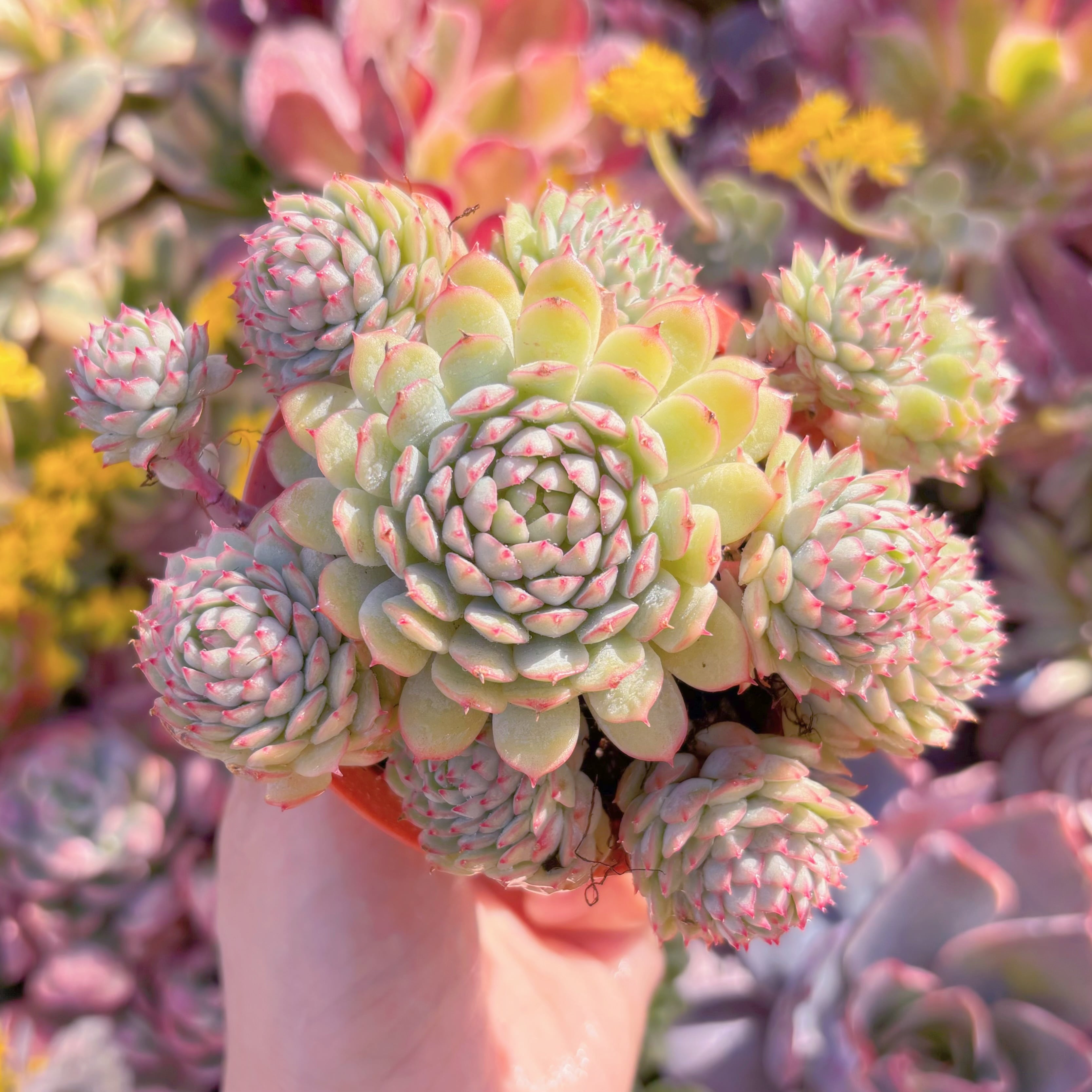 現品　グロブローサx静夜#M226　群生　新入荷　るる農園