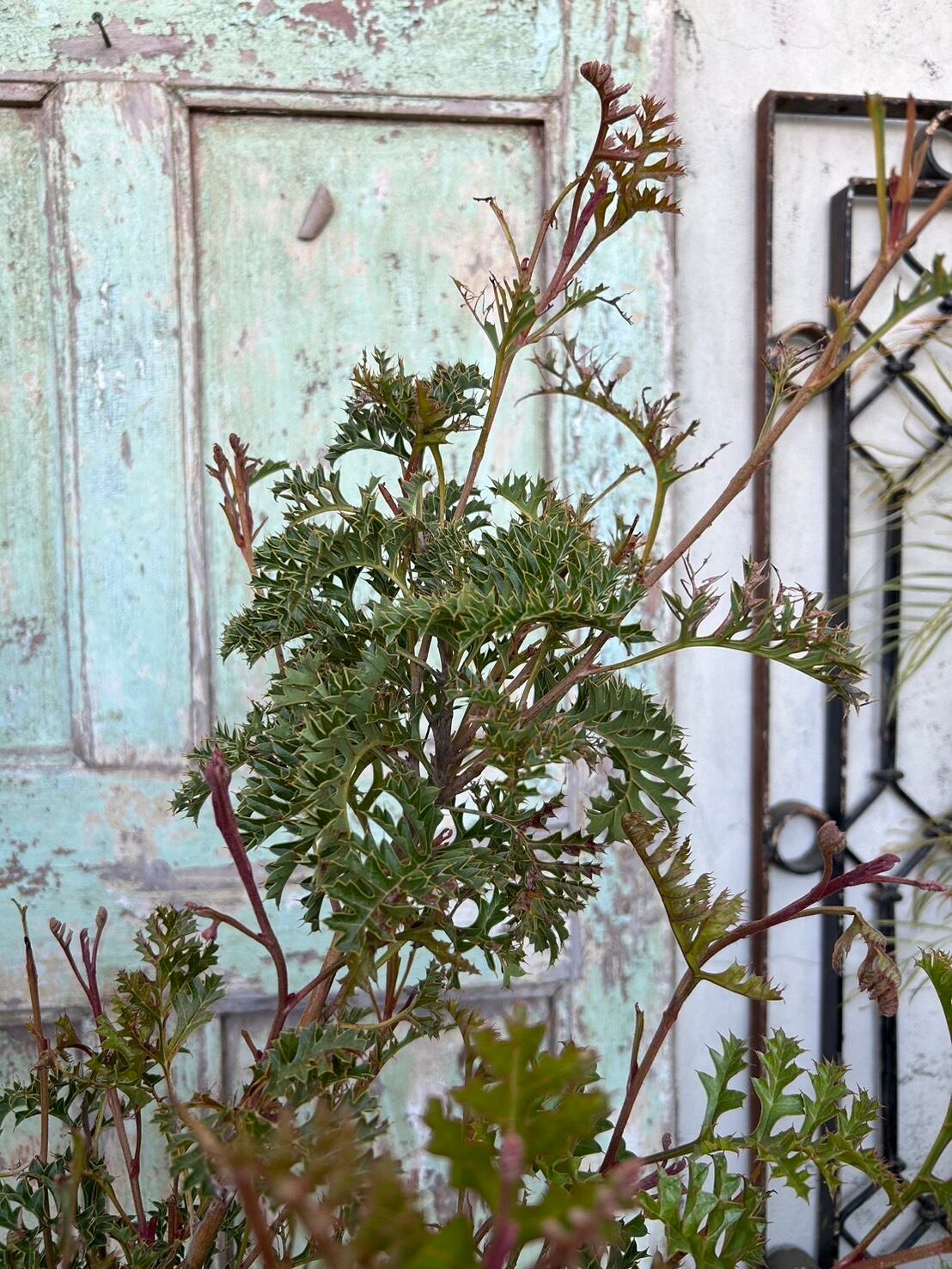 グレープグレビレア① | 沼ノ上農園