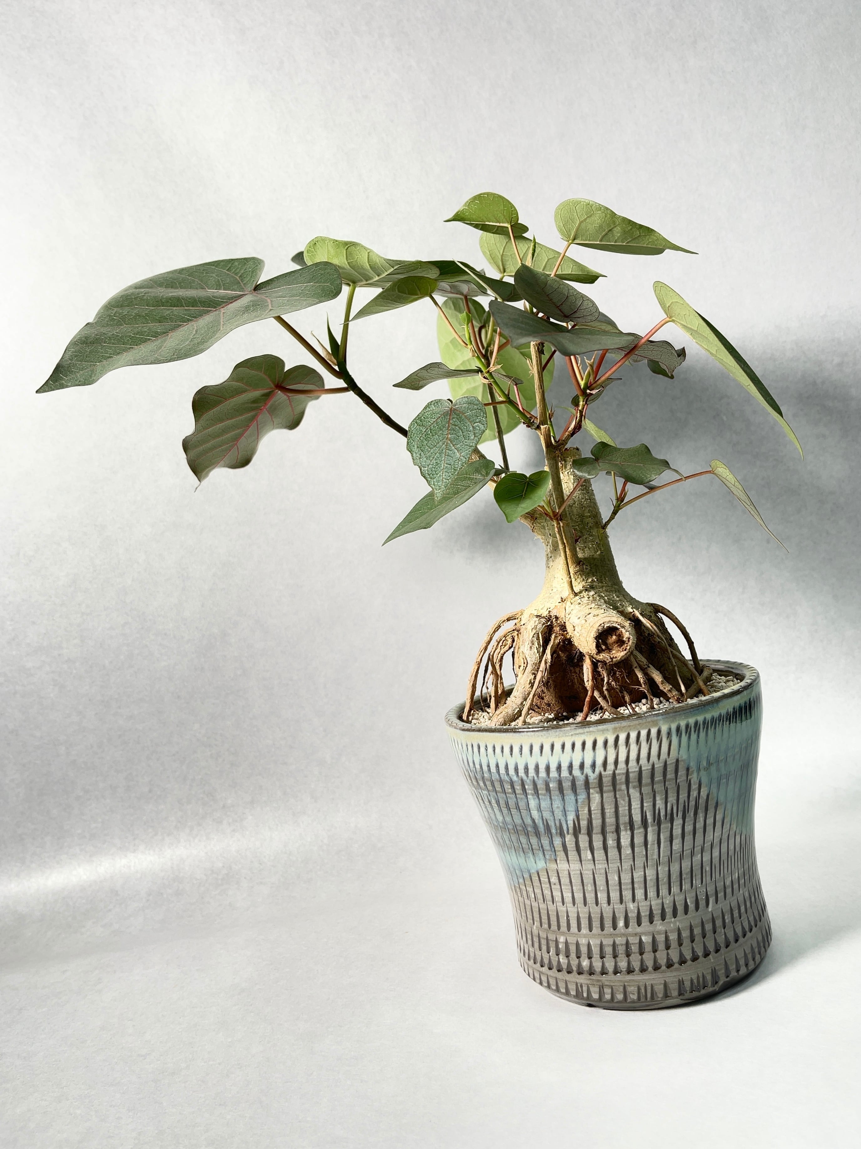 フィカス　ペティオラリス フィカス・ペティオラリス S | 観葉植物の通販 AND PLANTS (アンド