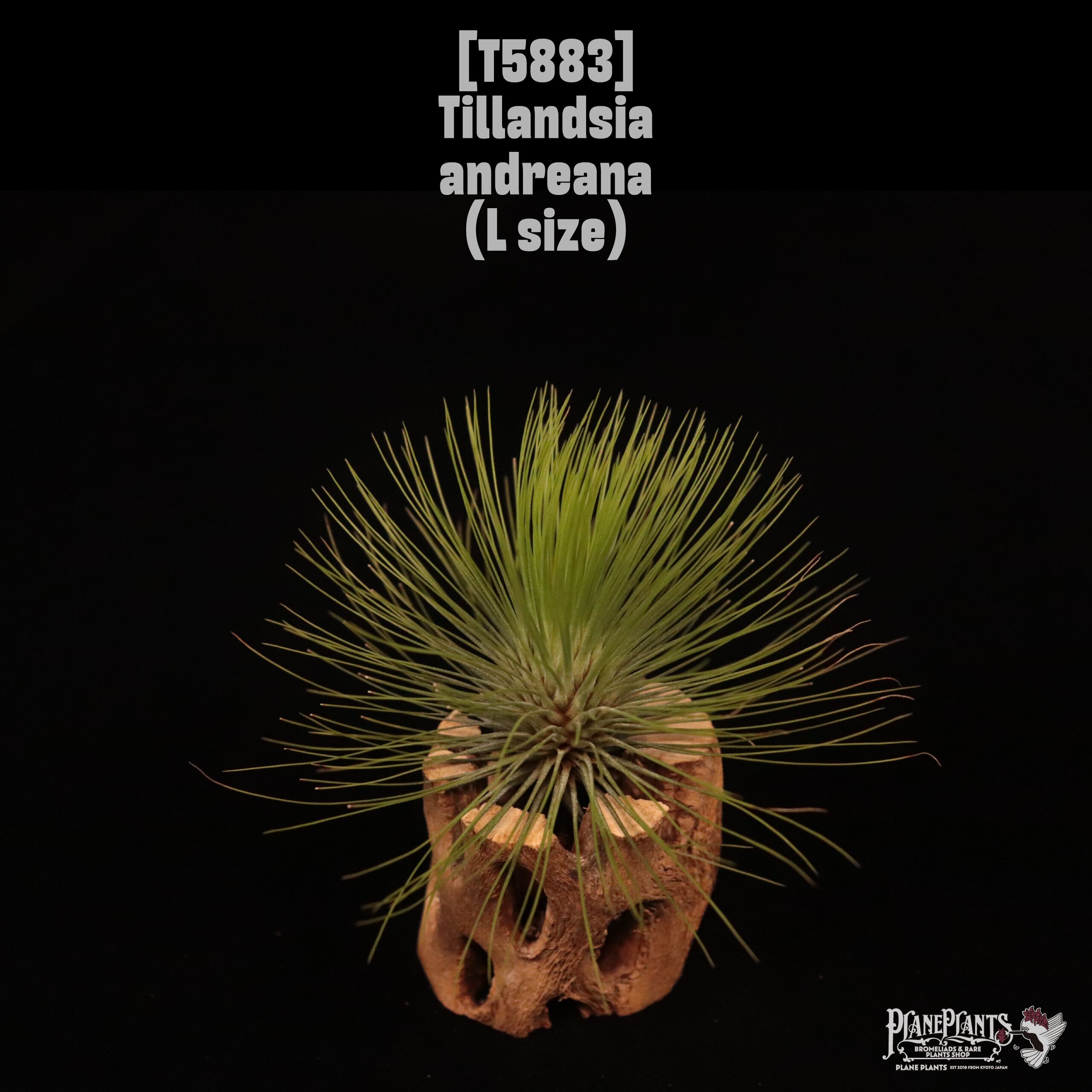 Tillandsia andreana L〔ティランジア〕現品発送T5883