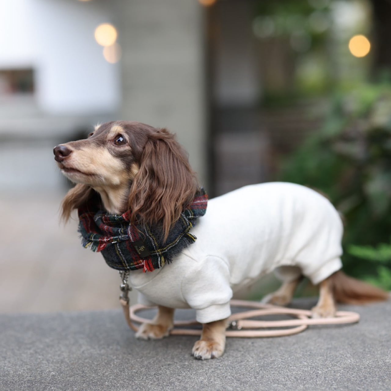 もっちりロンパース | カニンヘンダックスとミニチュアダックス専門の
