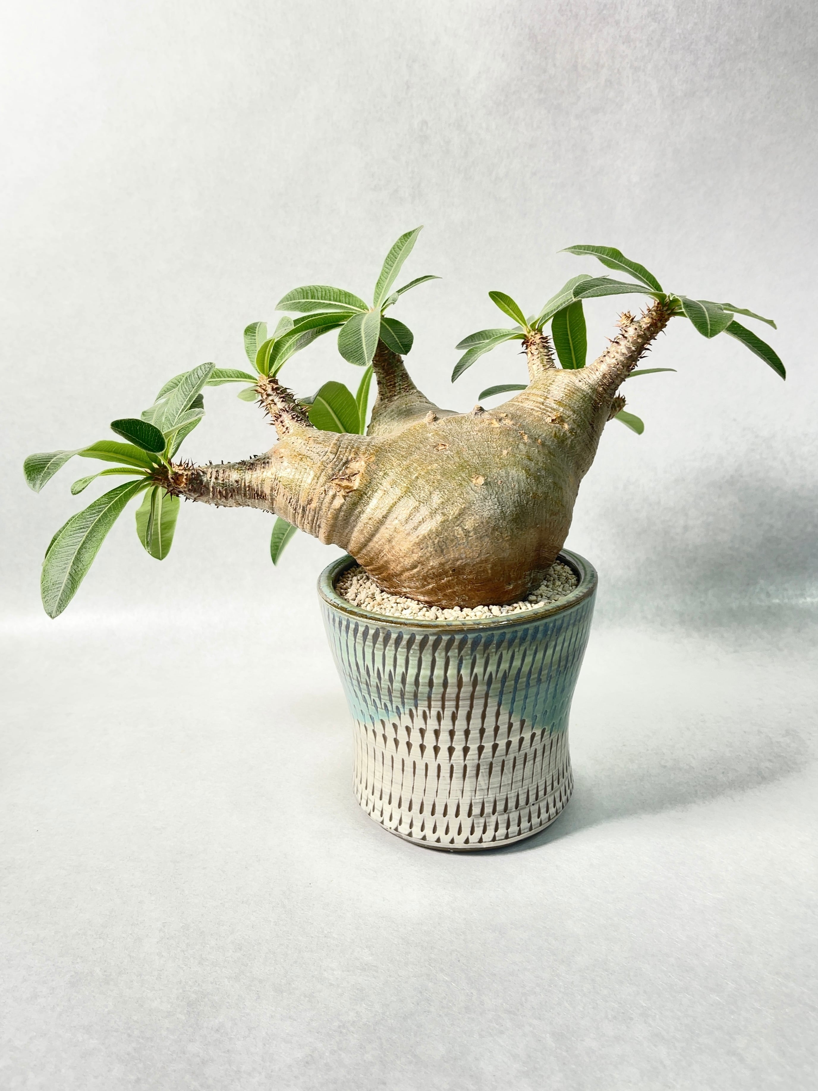 パキポディウム・ホロンベンセ | trigger