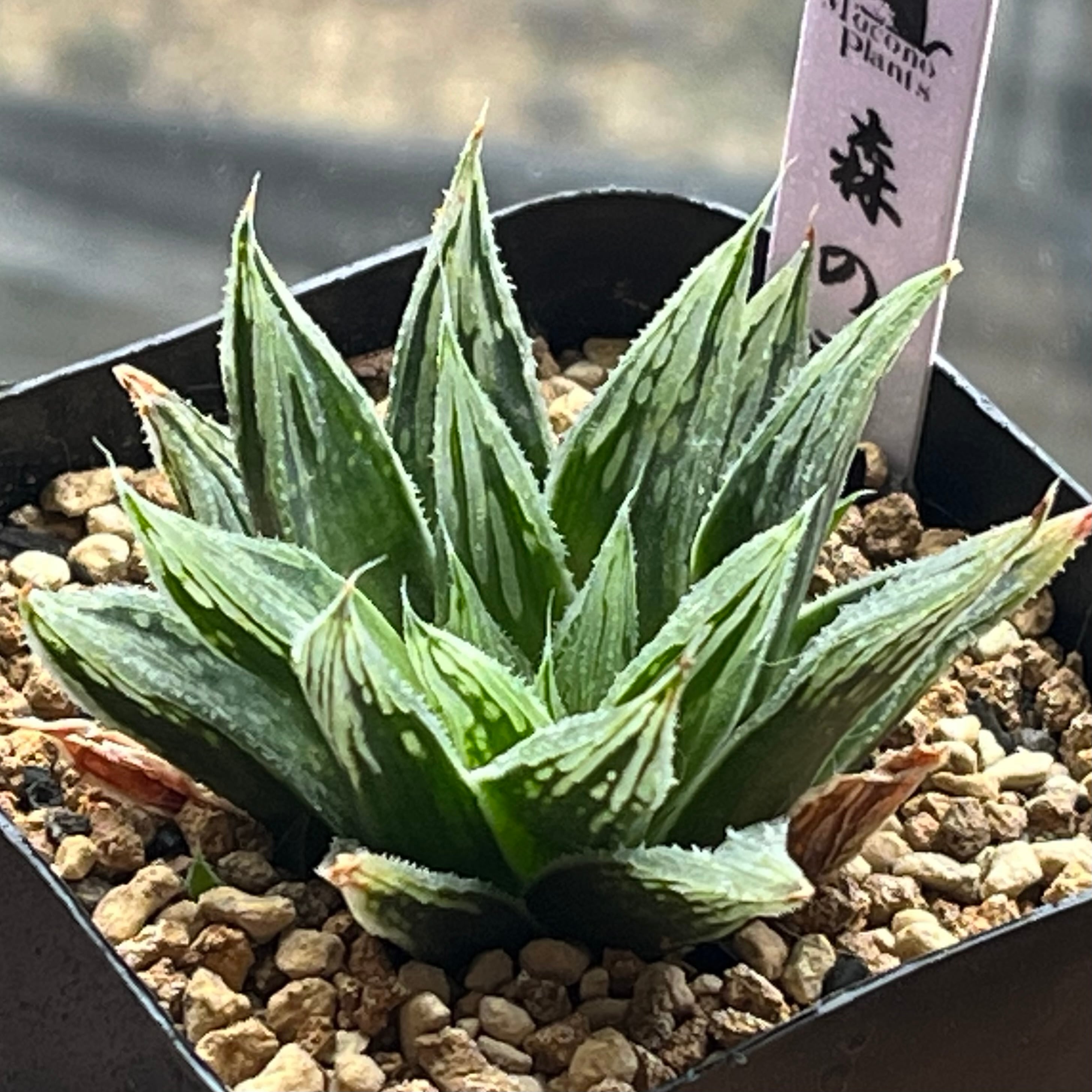 ハオルチア 花狐錦 ハオルチア 花狐錦 | mocono_plants