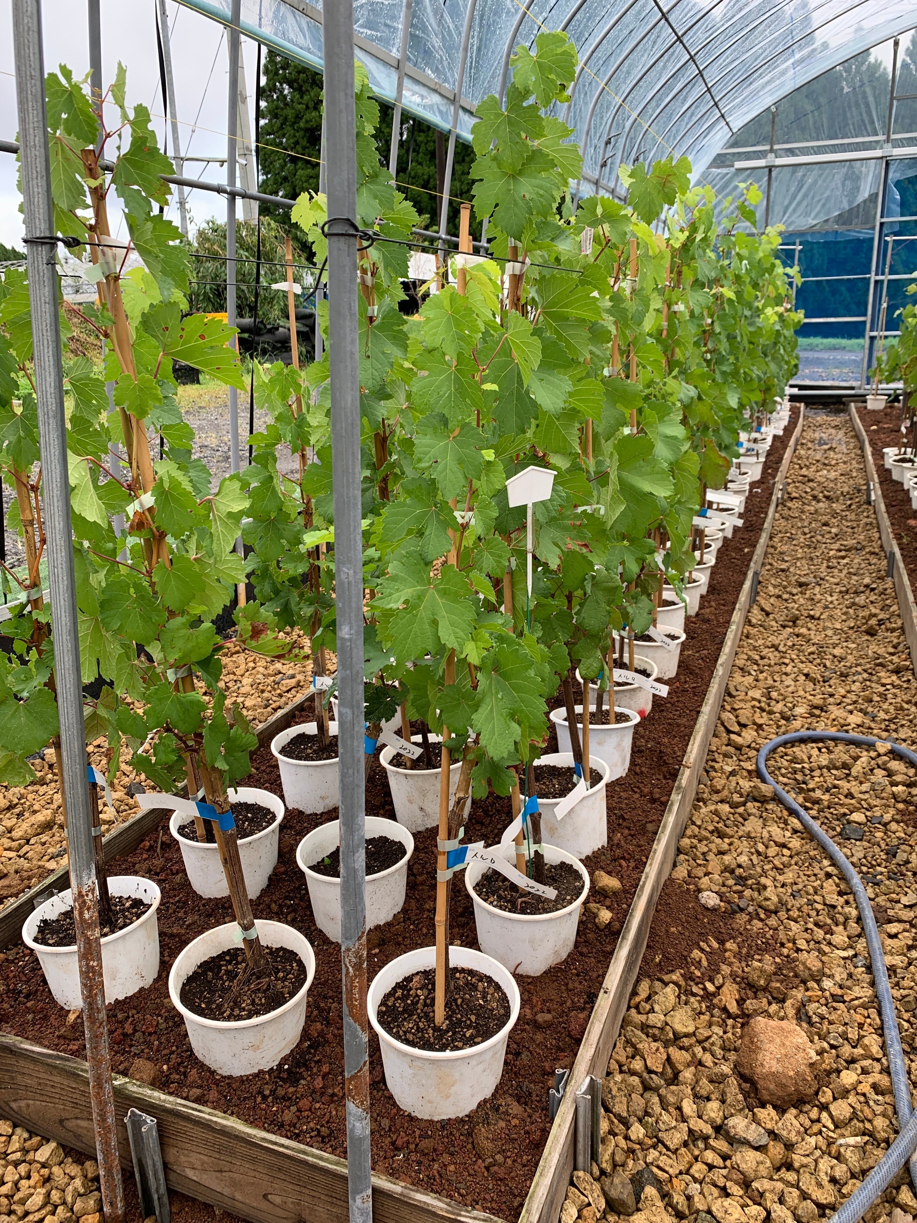 ウイルスフリー、接ぎ木(台木 5BB）ぶどう苗木 メルローの苗木 果樹