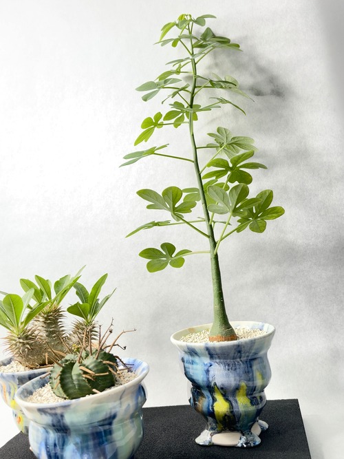 アデニア・グラウカ