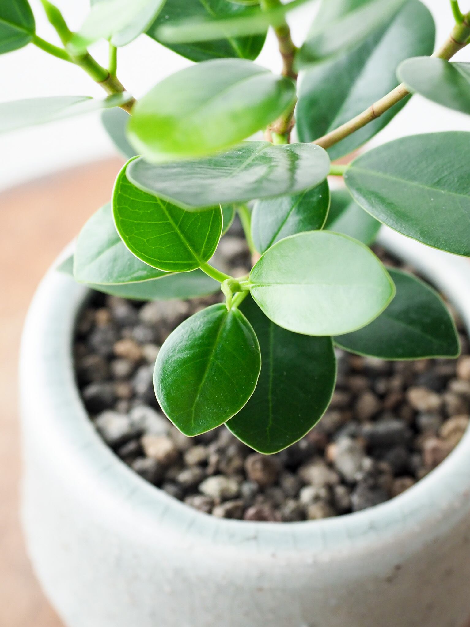 尖閣ガジュマル | ロクイチ植物店 尖閣ガジュマル | ロクイチ植物店