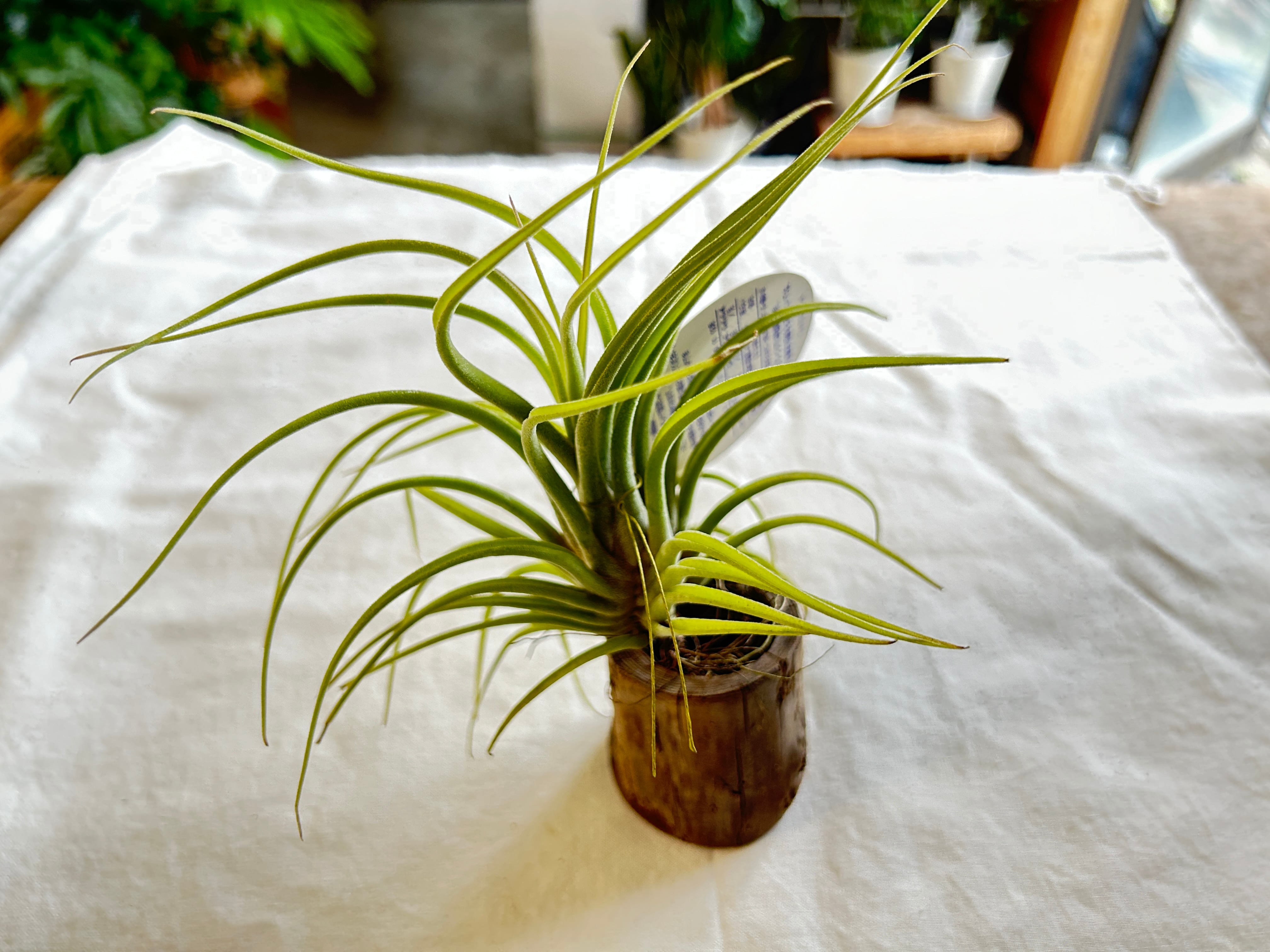 フリョウプランツ GREEN JAM foliageplant