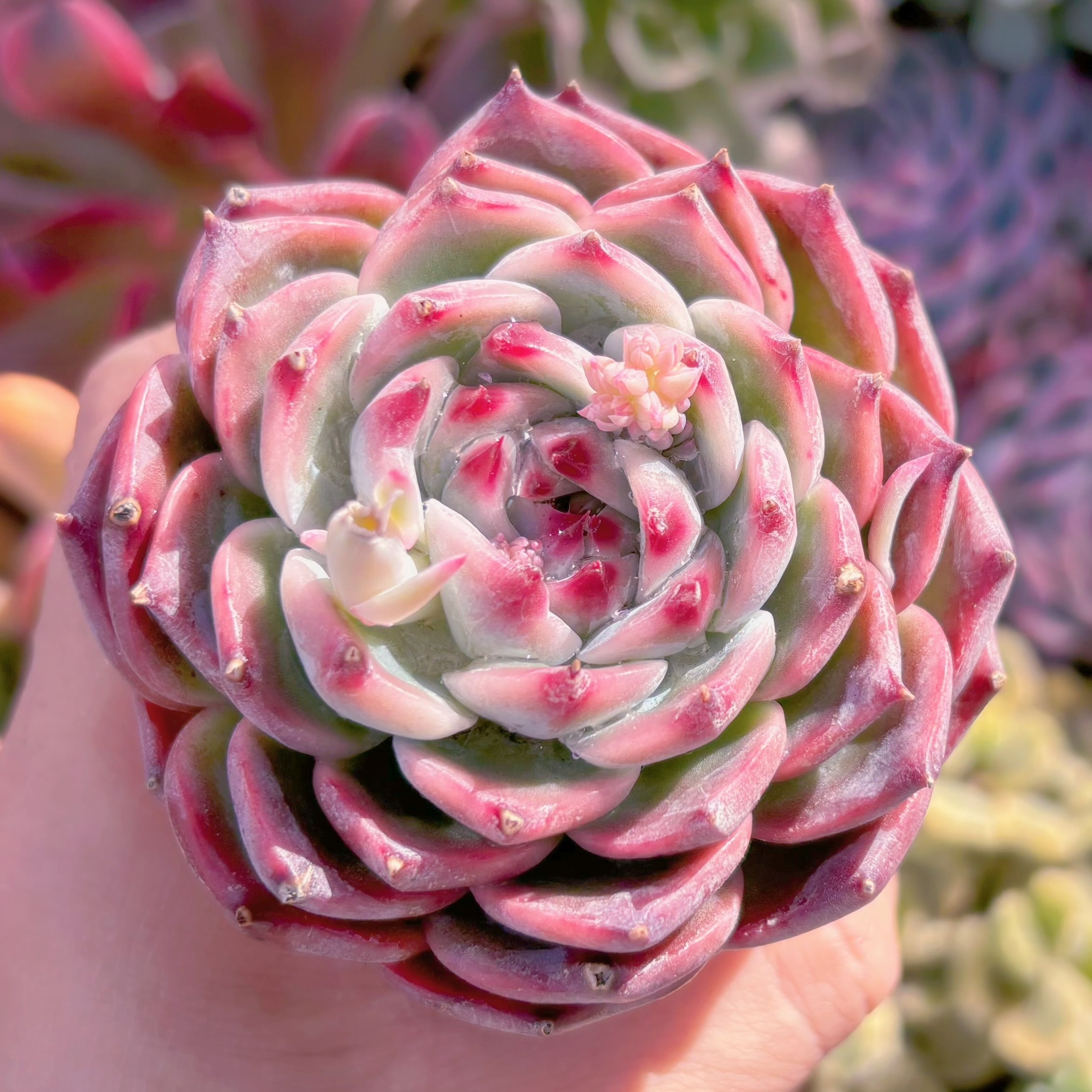 現品　水蜜桃#769　るる農園