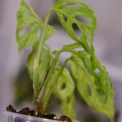 Monstera adansonii Mottled / モンステラ アダンソニー ミント㉖ / 観葉植物<育て方・花言葉>