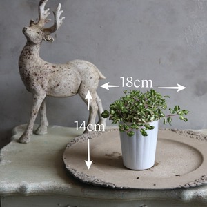 ベロニカレッドラインコンパクター　寄せ植えにオススメ　カラーリーフ　庭、花壇にオススメ　丈夫　初心者にオススメ　