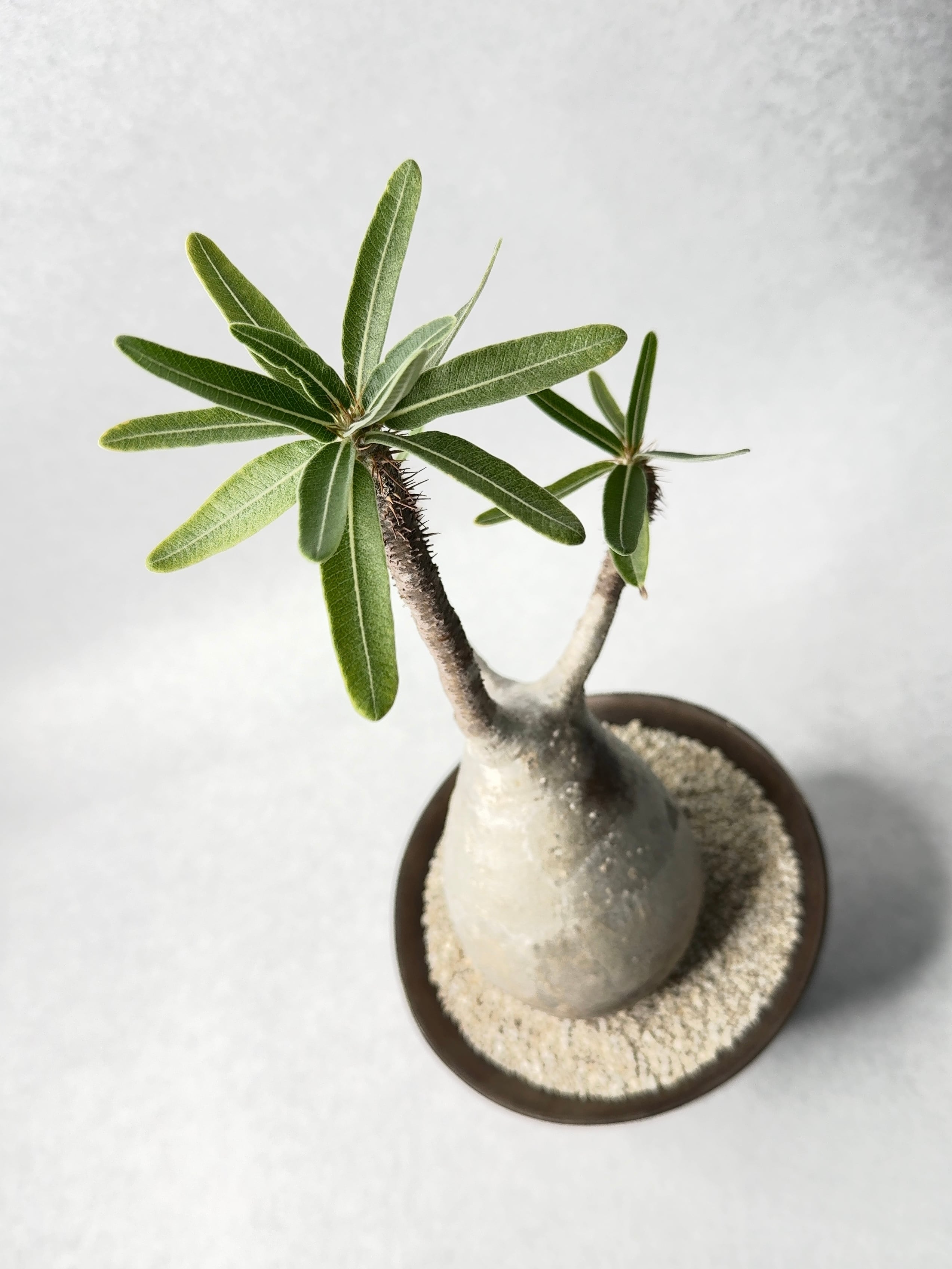 パキポディウムグラキリス パキポディウム・グラキリス | trigger