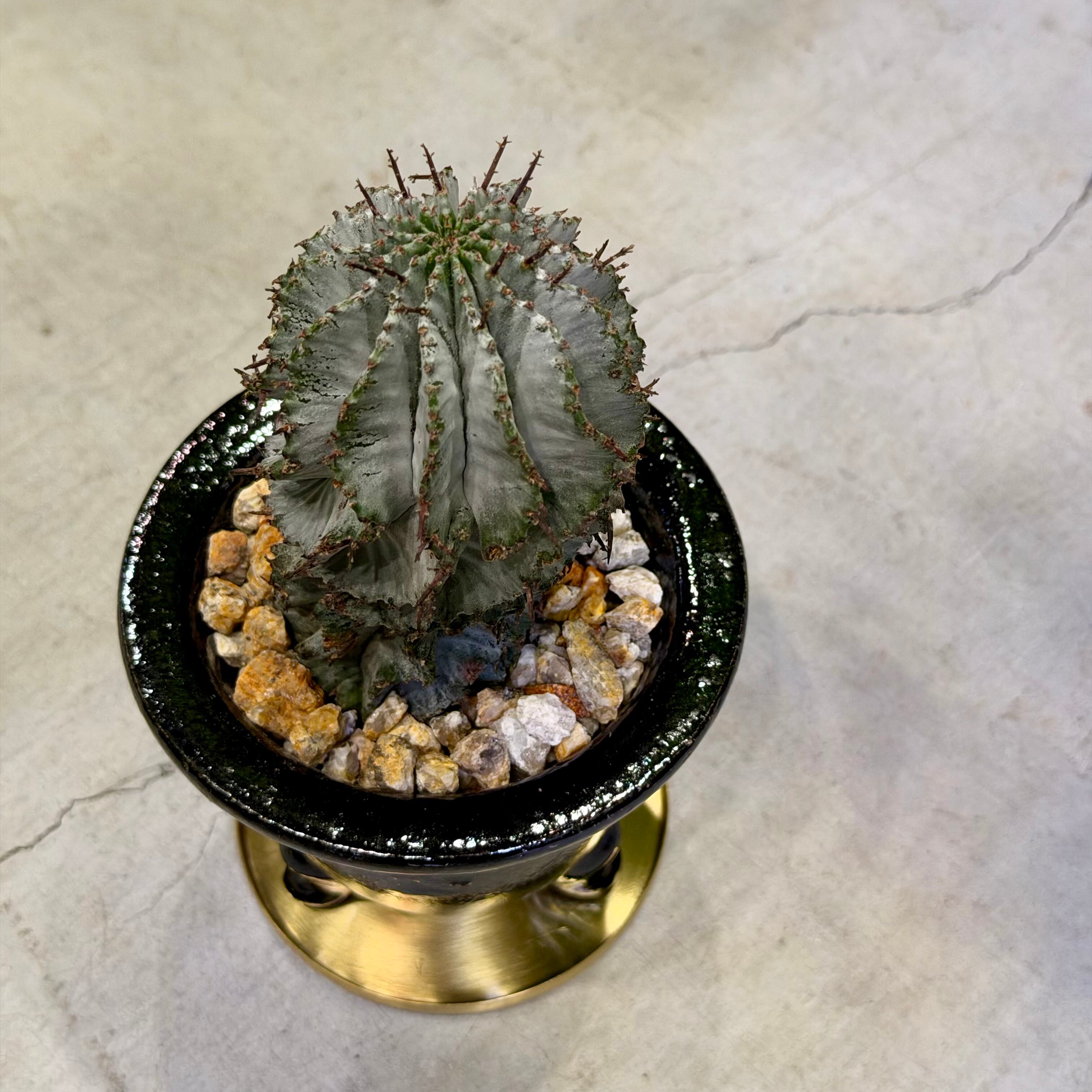 ユーフォルビア・ホリダ | barrelplants_BONSAI