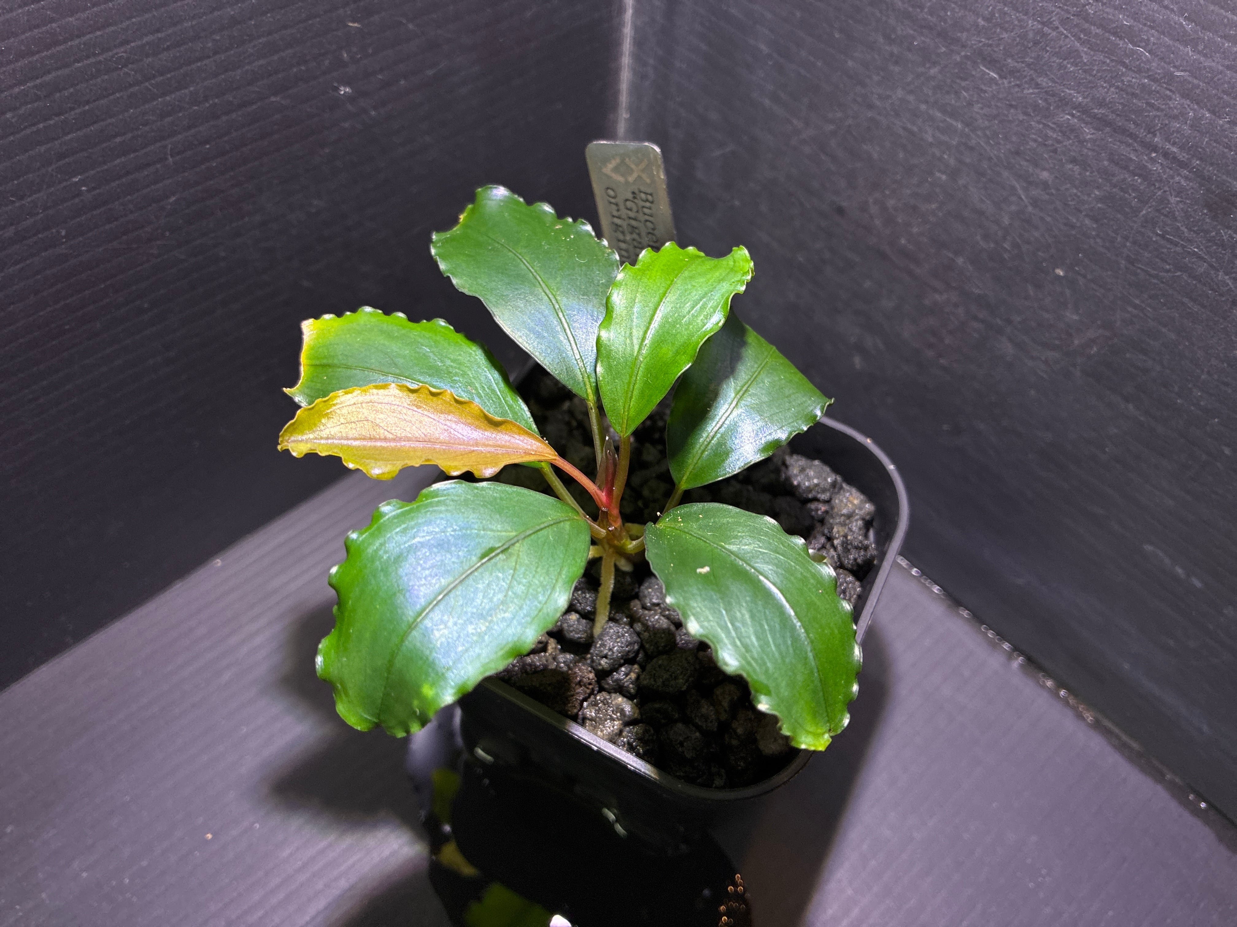 Bucephalandra sp. 