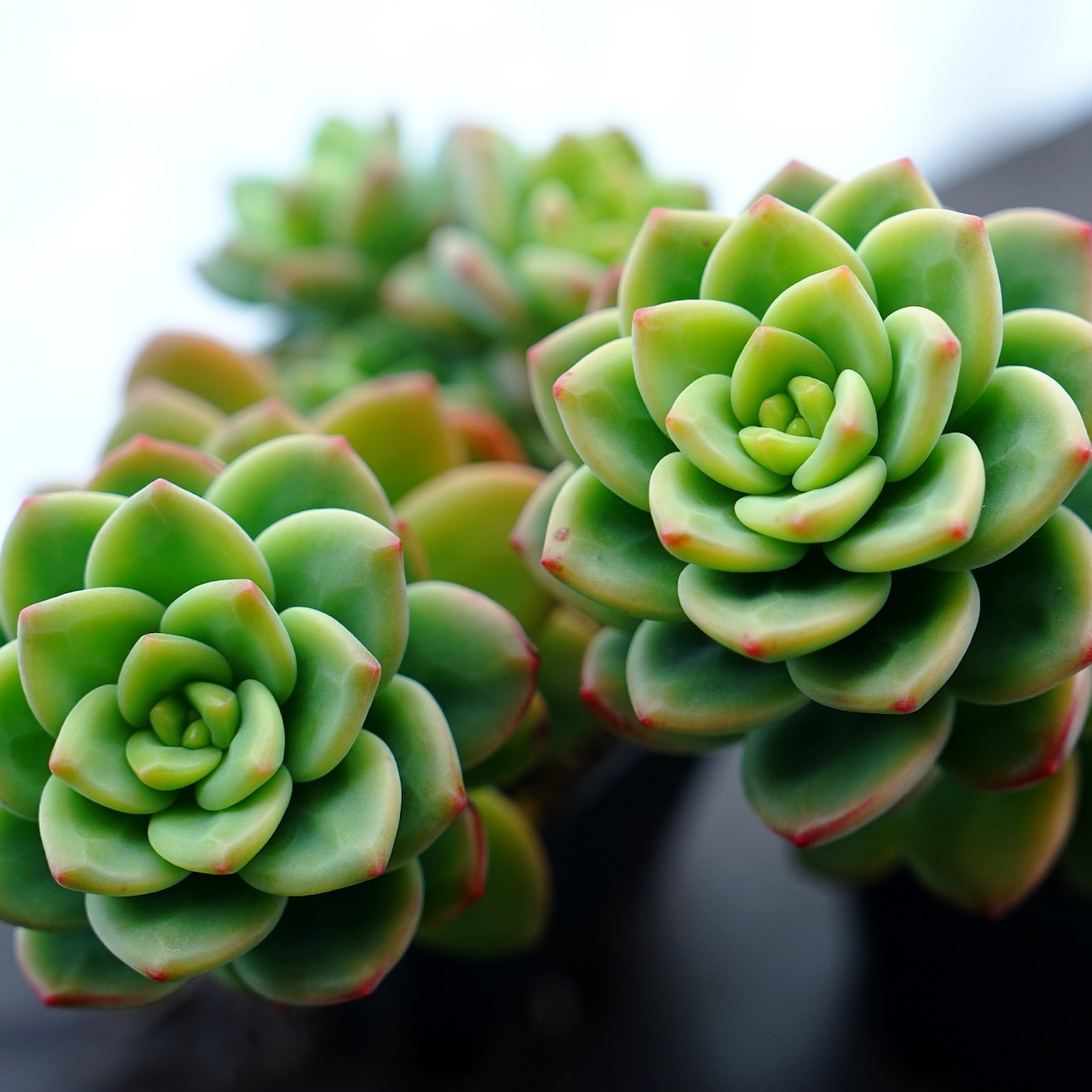 カット苗 レモンジュエル Echeveria 'Lemon Jewel'