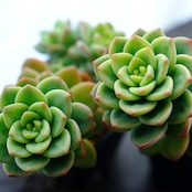 カット苗 レモンジュエル Echeveria 'Lemon Jewel'