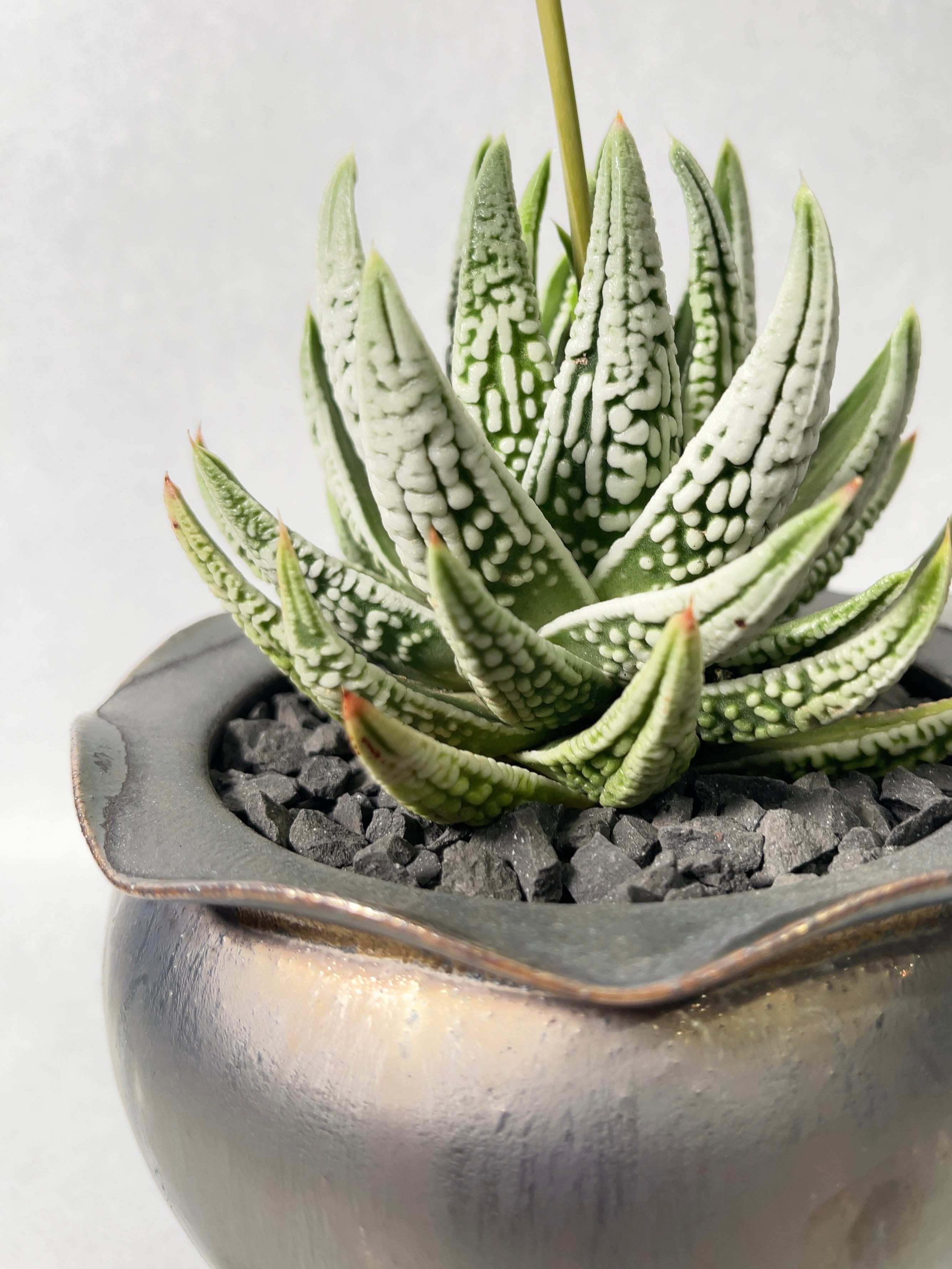 44cd88360a94e37f827428a08b976c