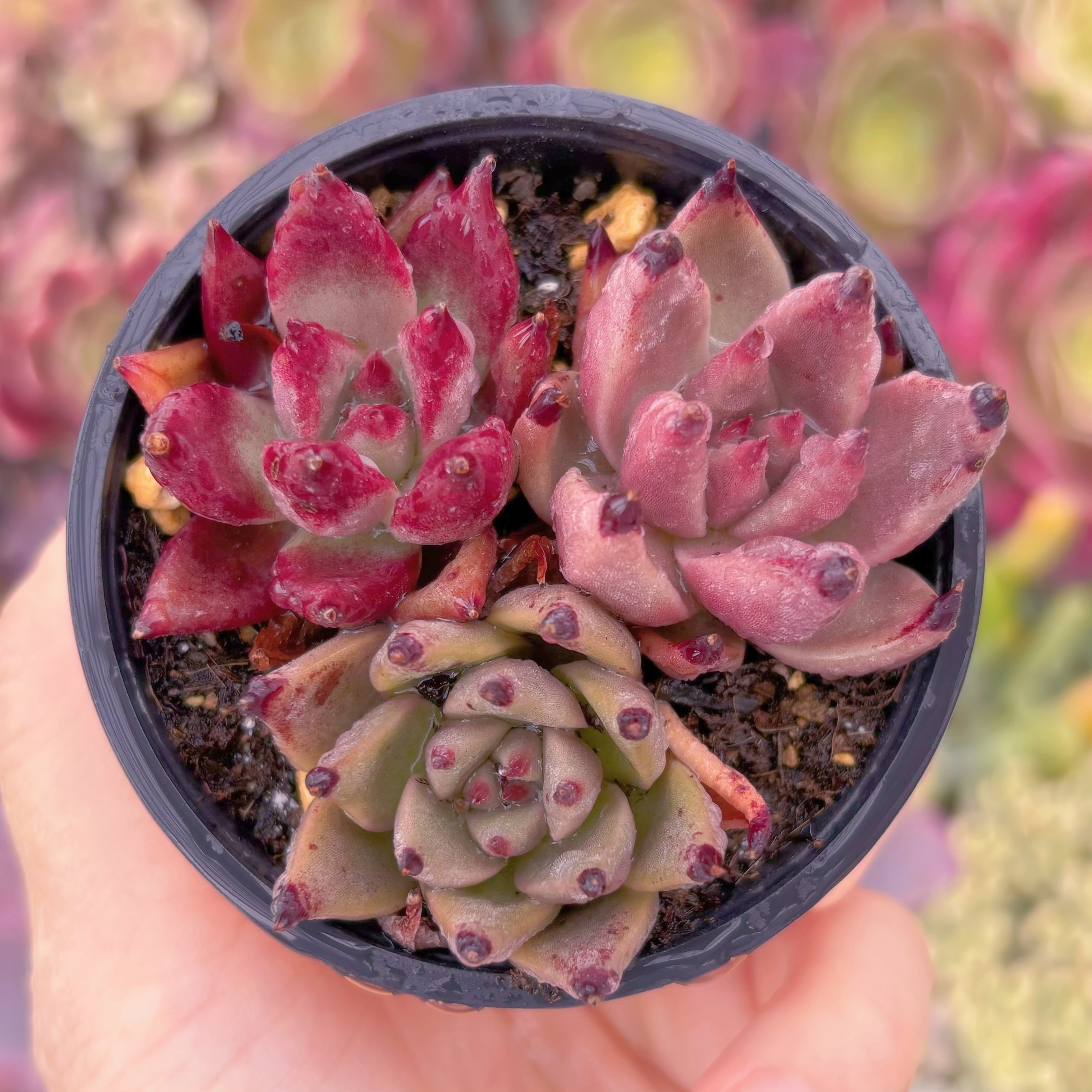 現品　ブランドロメオ#348　るる農園