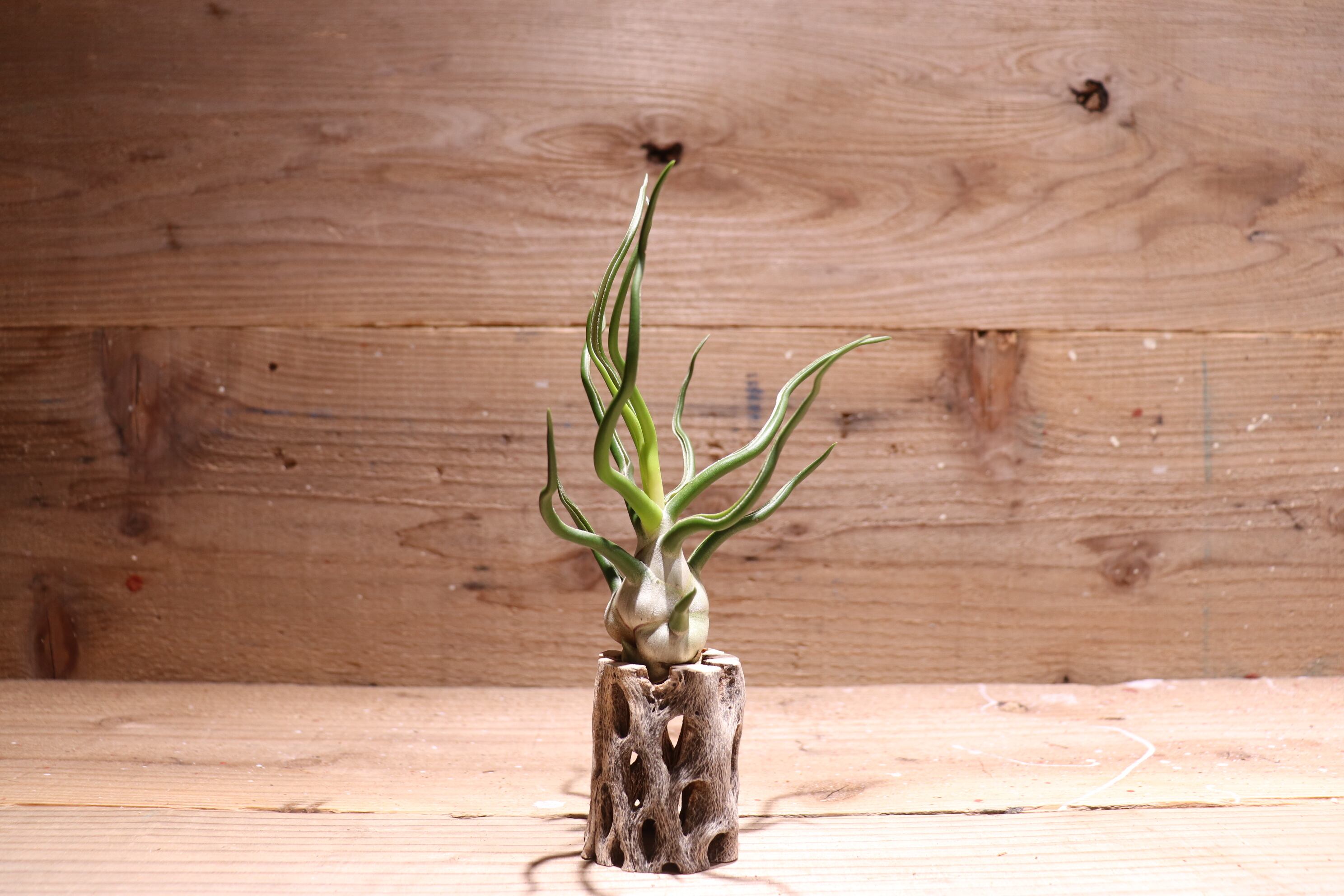 reserved】bulbosa 'White Giant'〔エアプランツ〕現品発送T3366