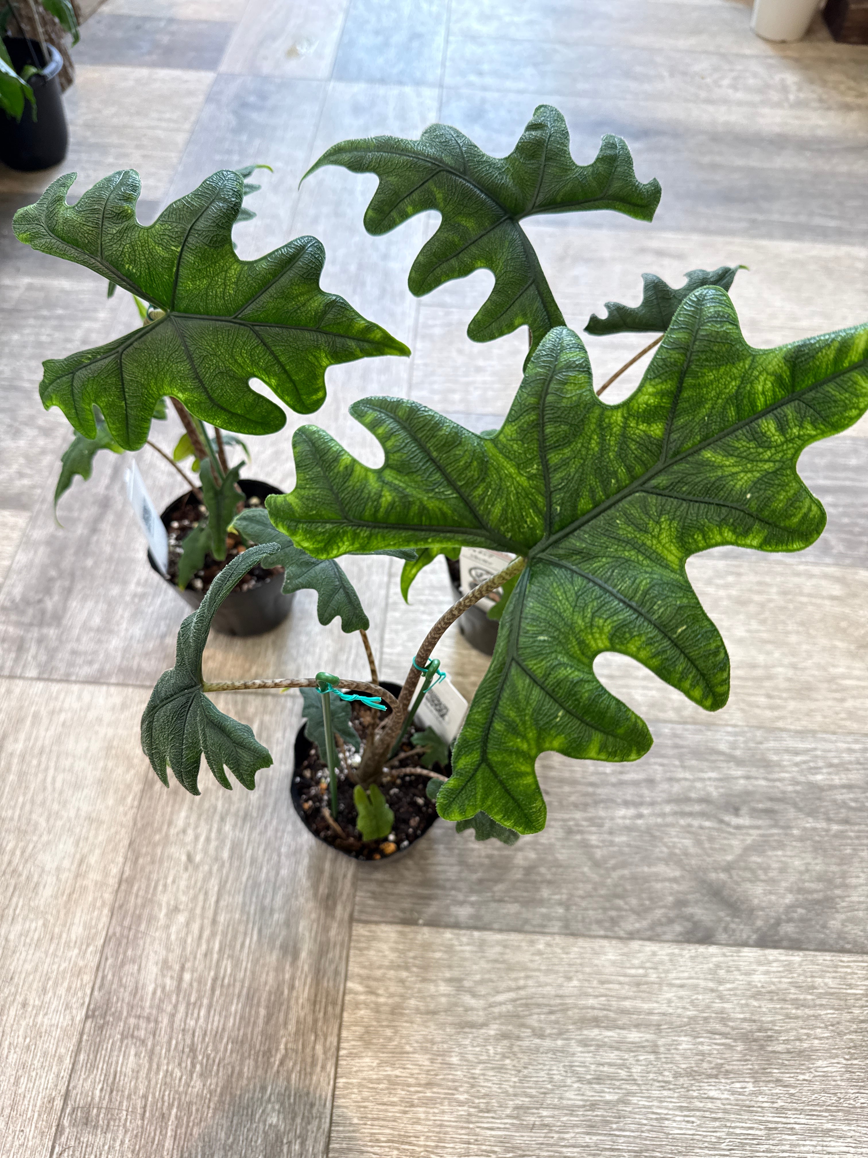 アロカシア ジャックリン | Gardenえん 【観葉熱帯植物】