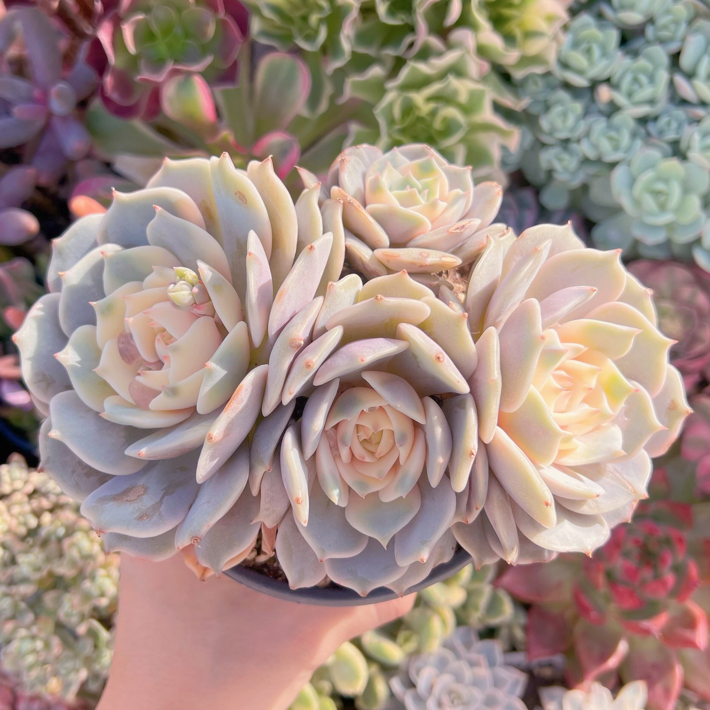 現品　ローラ錦#698　るる農園