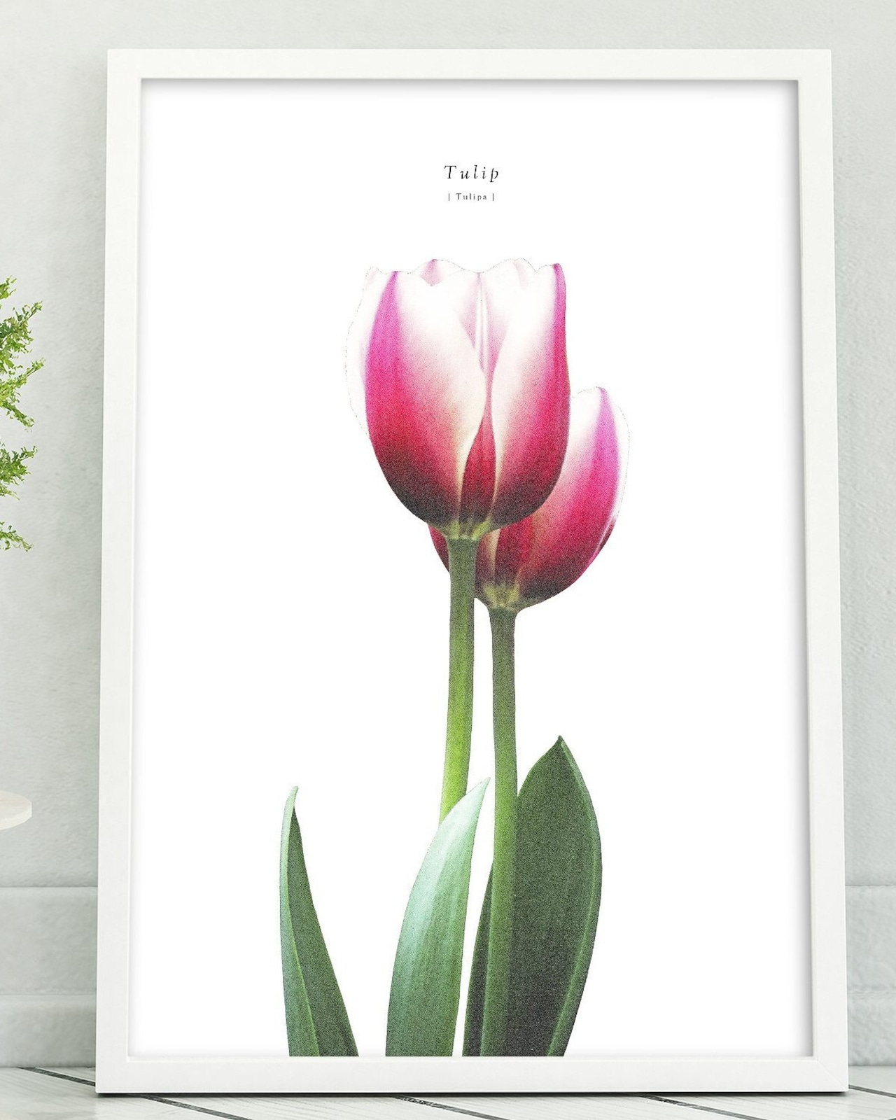 アートポスター / tulip eb111