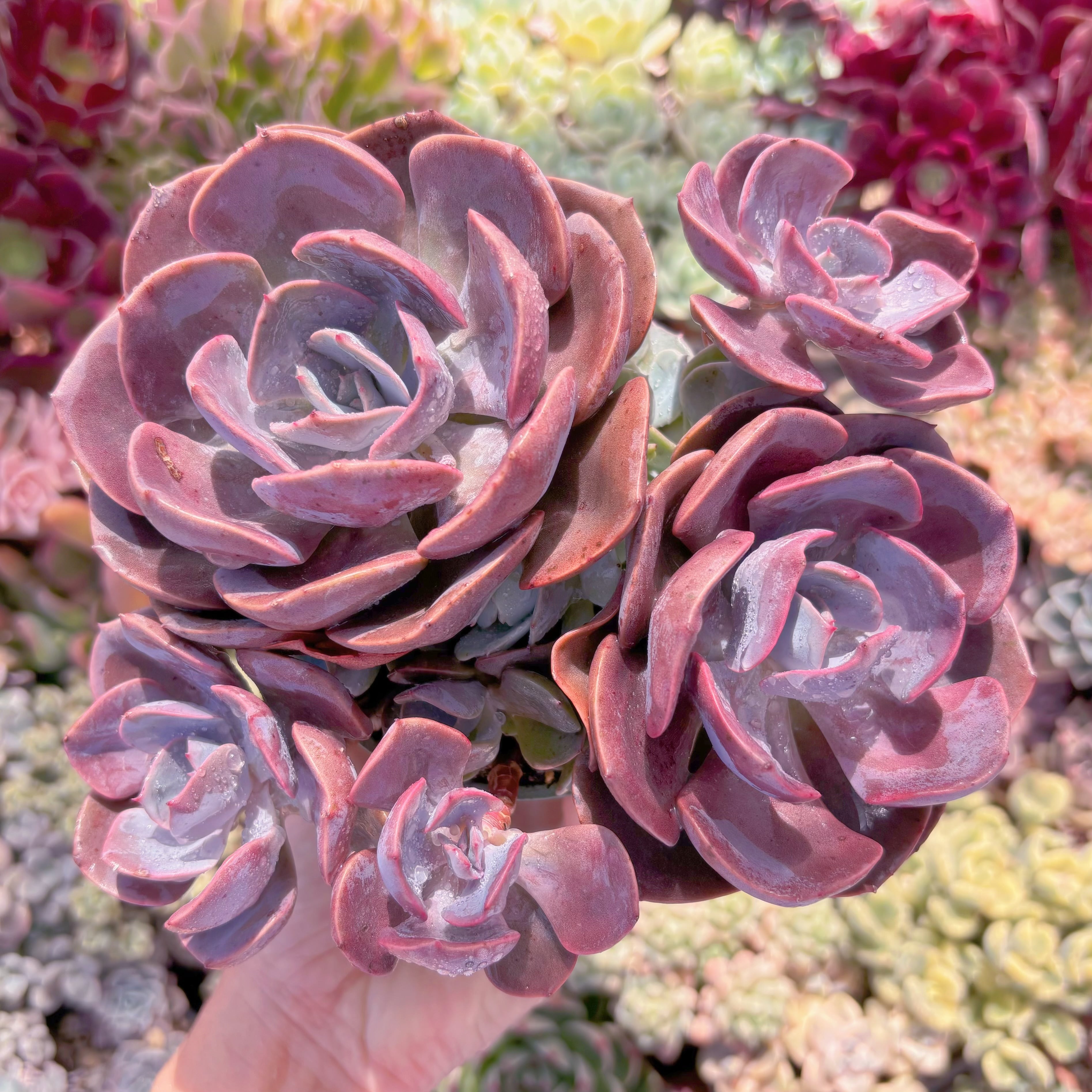 多肉植物　Dusty Rose　大群生　新入荷　るる農園