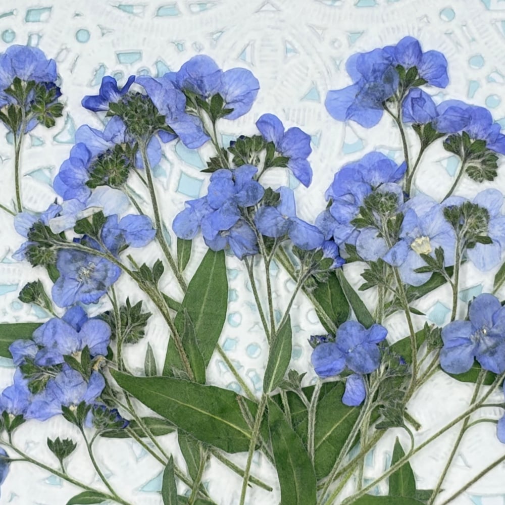 コンパクト押し花 忘れな草 （モナミブルー） 少量をパックにしてお