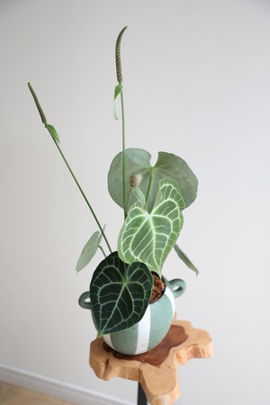 【M】アンスリウム クラリネルビウム/Anthurium ※土不使用