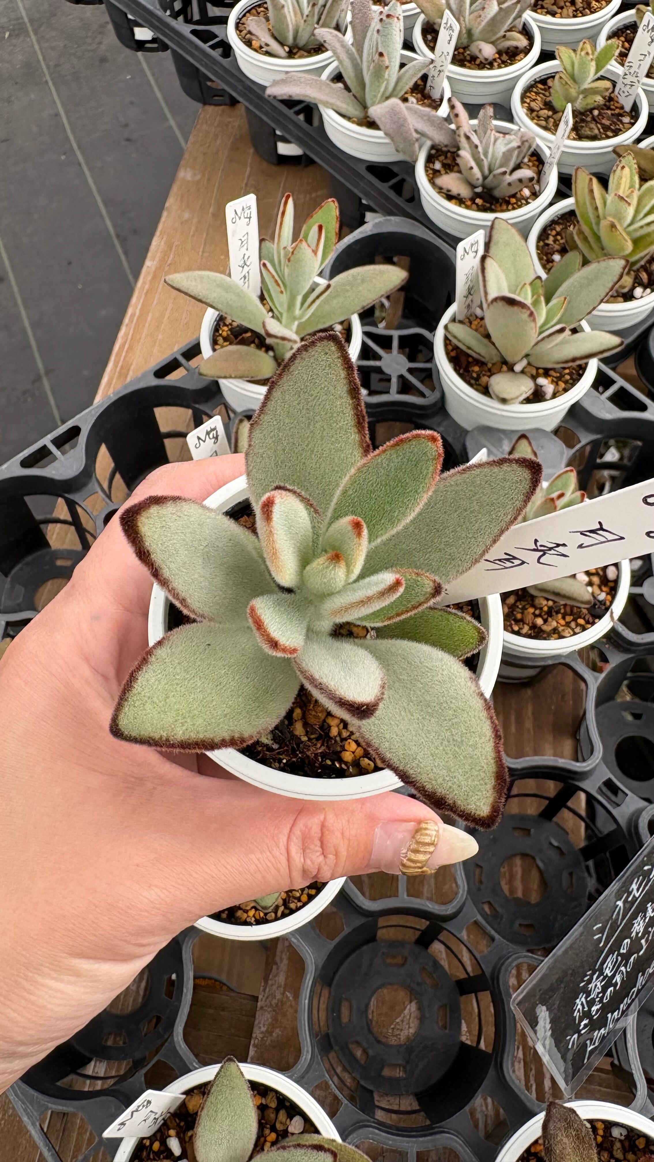 松姫 多肉植物 セダム 安心の生産ポットそのまま販売（8個選んで