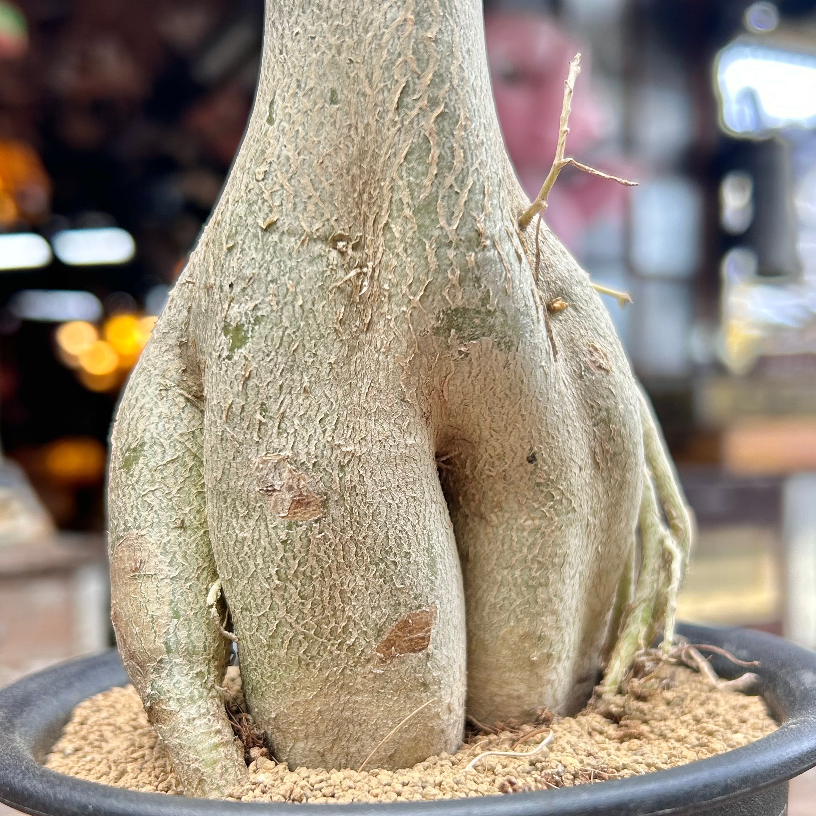 H)アラビカム アデニウム(夏型) | RuPo 多肉植物専門店