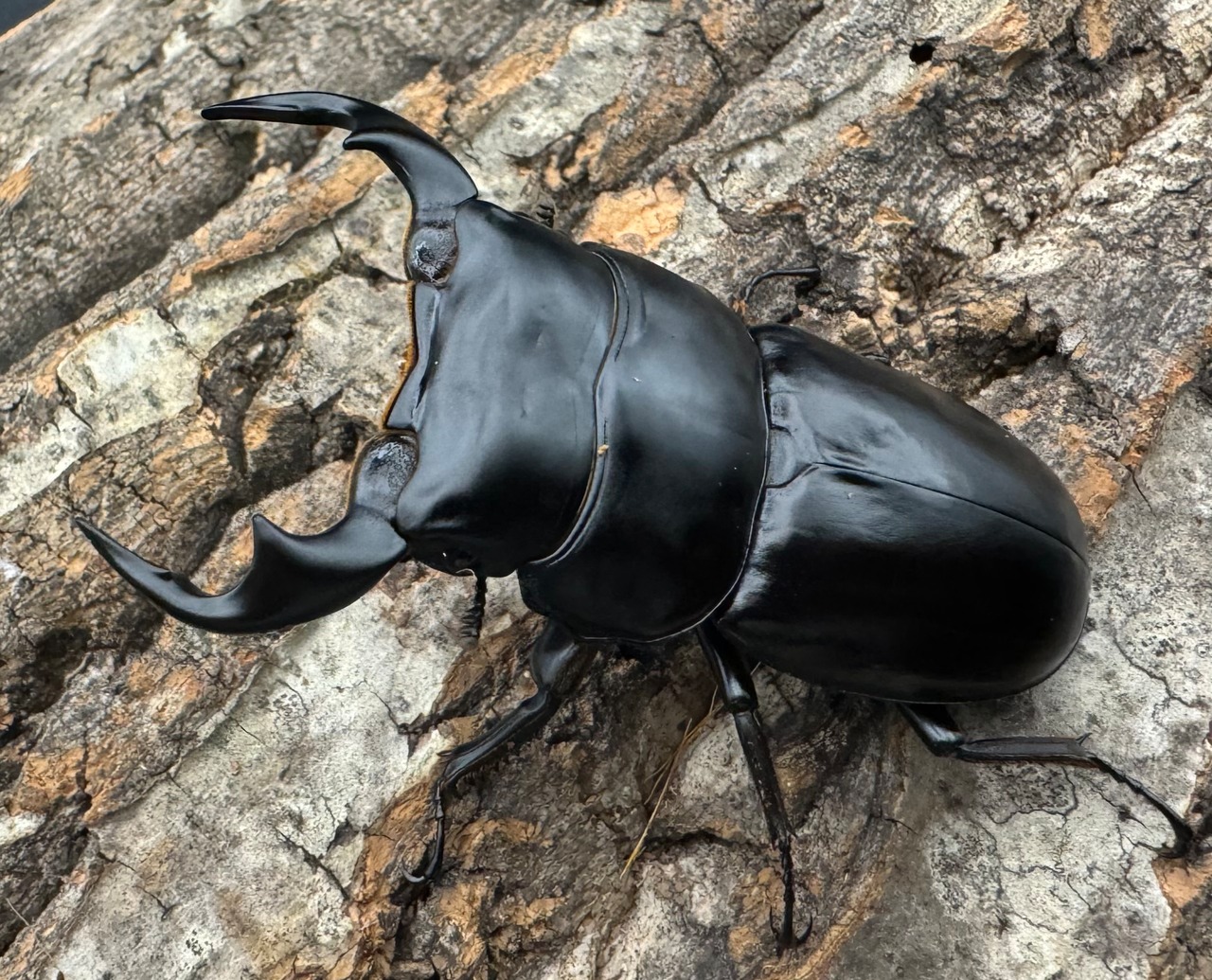 《インドアンタエウス タイガーヒル産 70mm ペア》