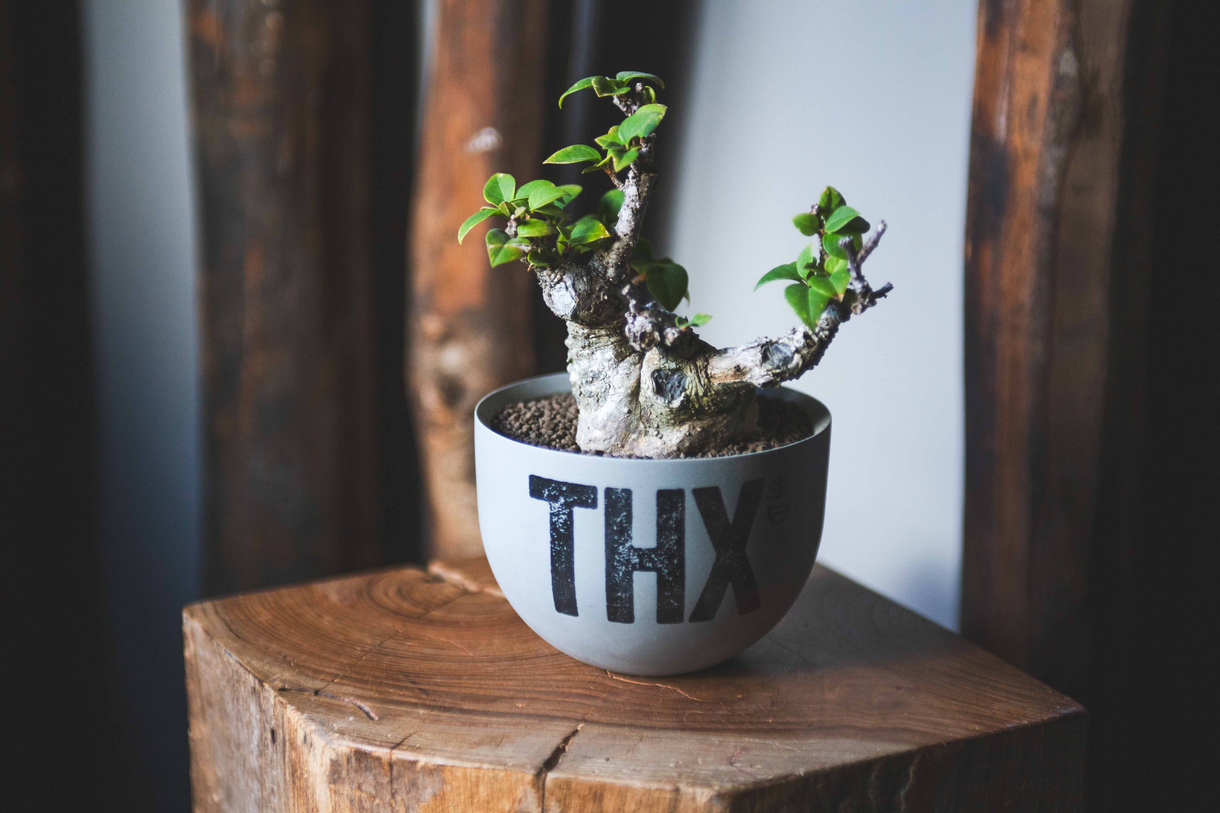 〖aobouzu+VALIEM BOWL〗青坊主別注3周年記念　白文字Mサイズ aobouzu+VALIEM BOWL〗青坊主別注3周年記念 白文字Mサイズ aobouzu