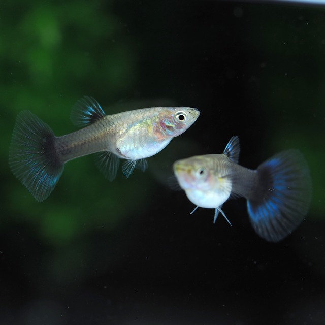 ラズリーネオンタキシード(RREA系)　2ペア