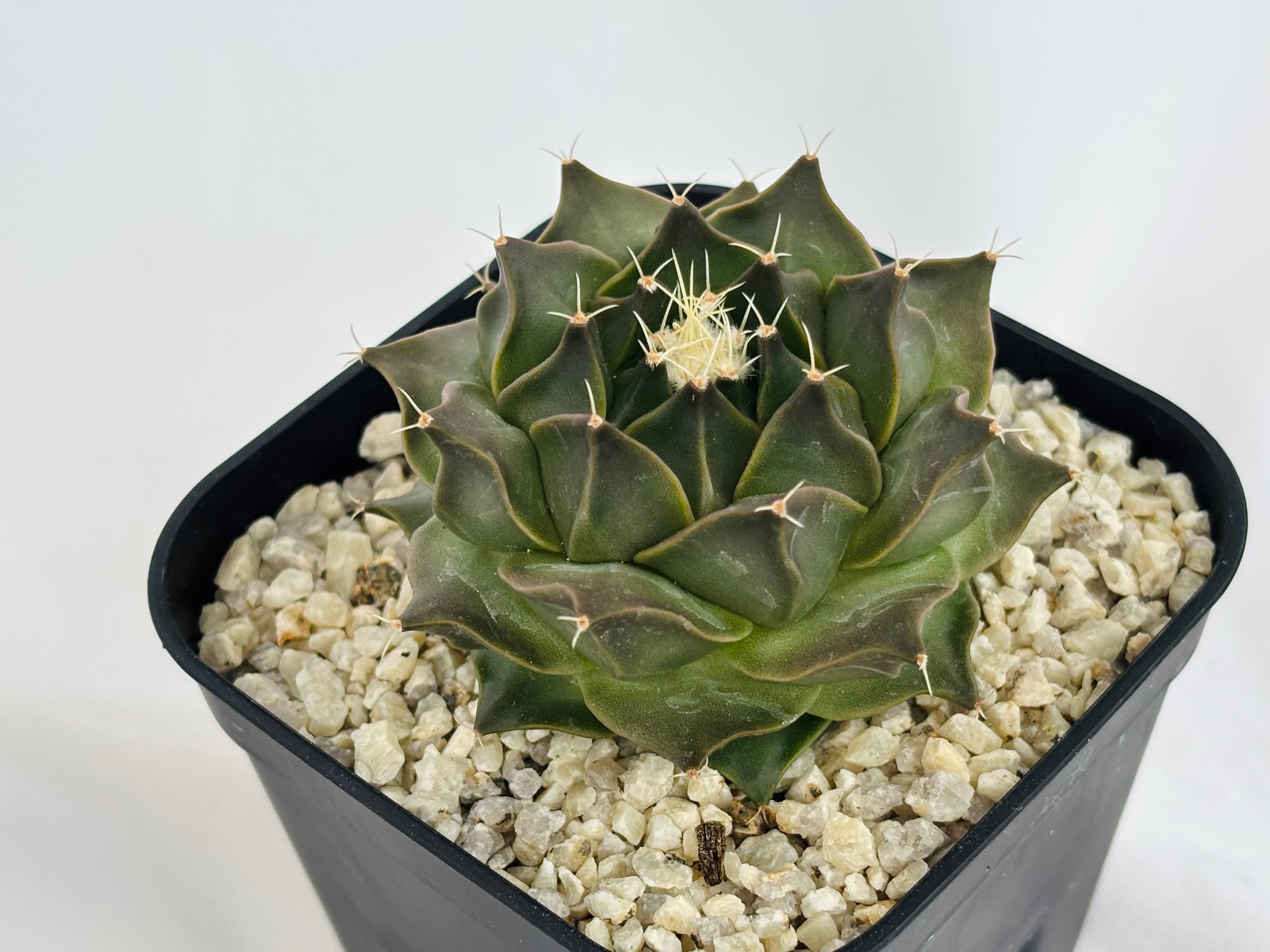 Obregonia denegrii オブレゴニア 大疣帝冠 サボテン | plants MARU