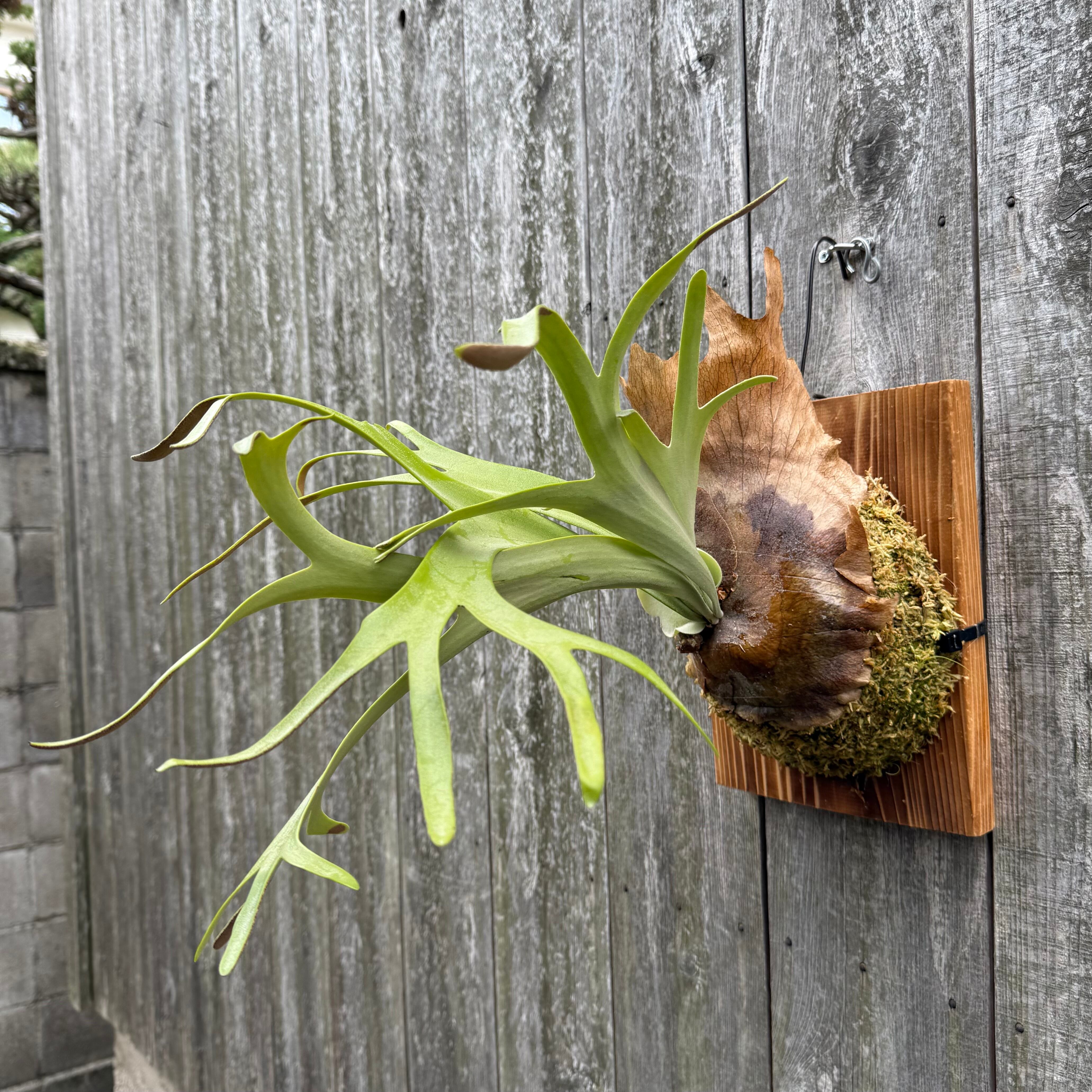 ビカクシダ willinckii cv.silvery dwarf P. willinckii cv. Silvery Dwarf (pup) | naturefix