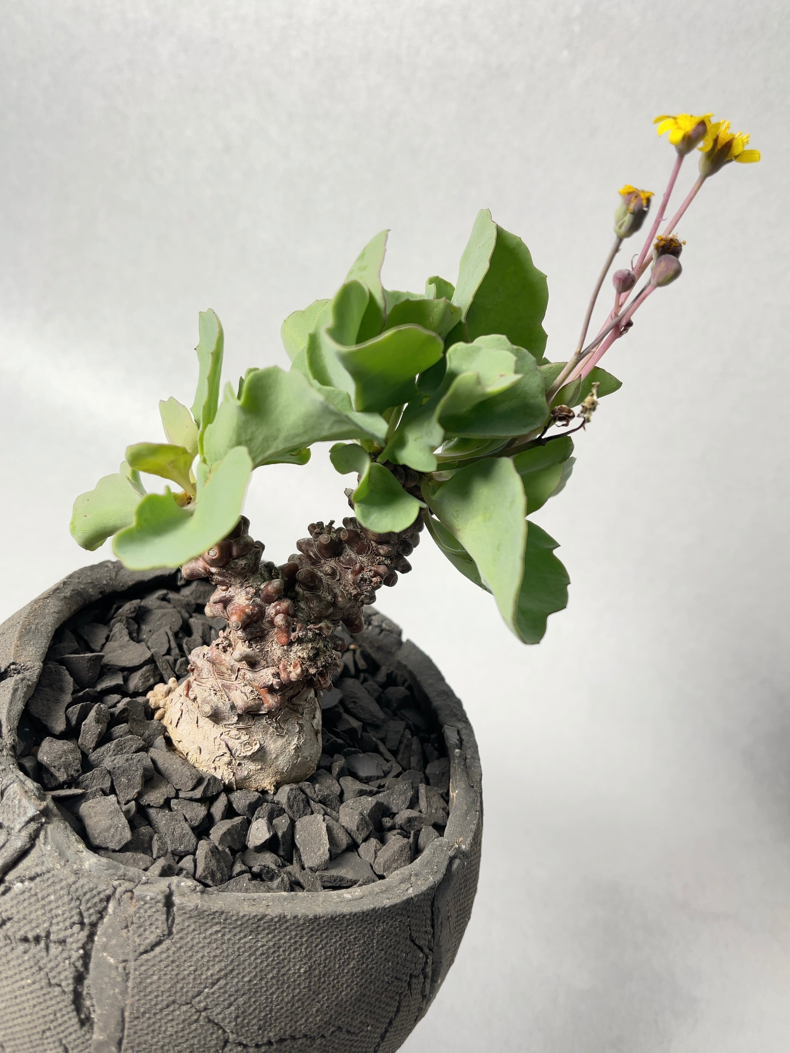 オトンナ ヘレー ドマーニの鉢 塊根植物 オトンナ ヘレー ドマーニの鉢 塊根植物