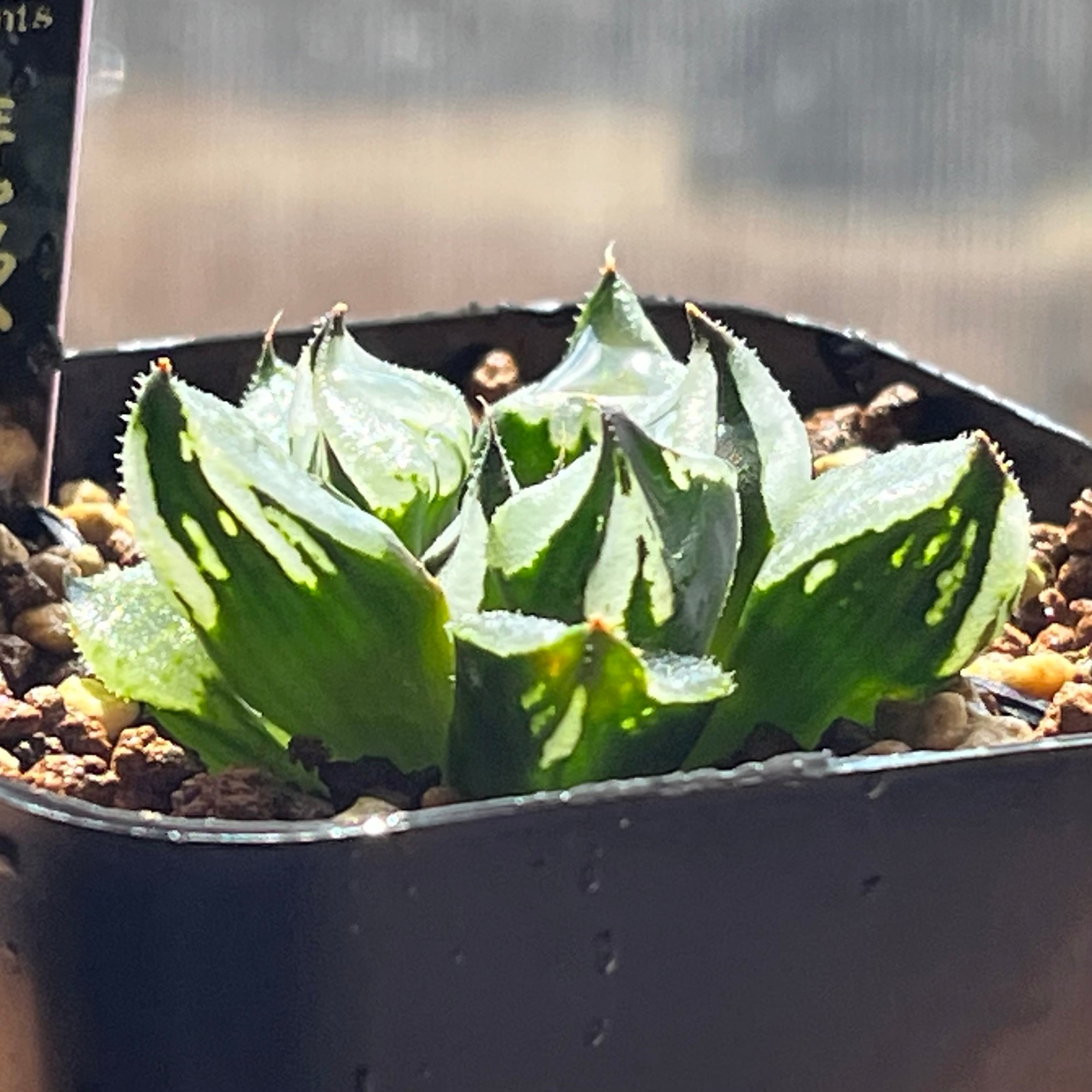 ハオルチア 魔蠍大帝 | mocono_plants