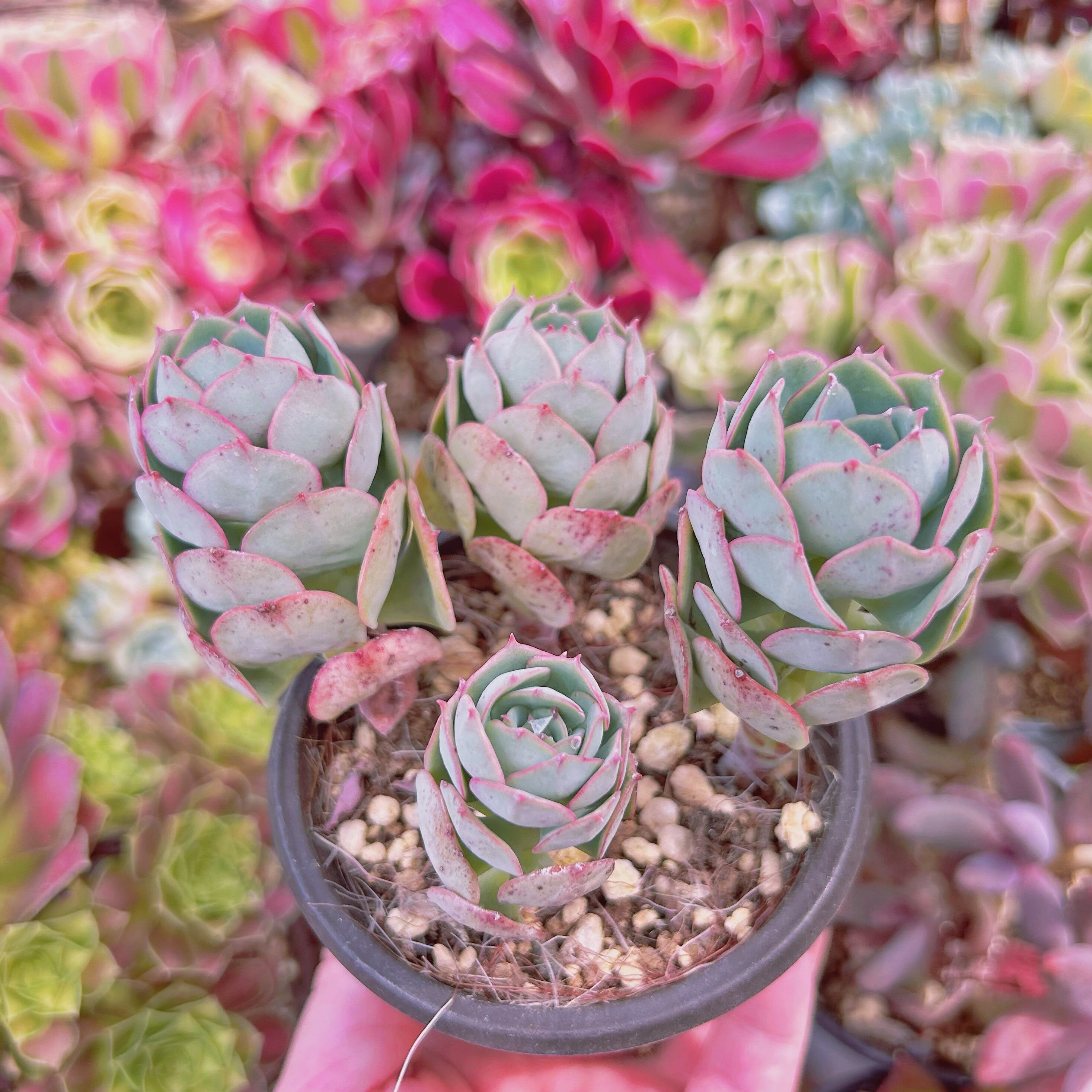 51−現物 多肉植物 イタリアローズ 抜き苗 | るる農園~多肉植物専門