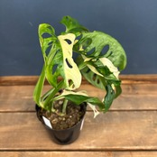 モンステラ　マドカズラ　斑入り【871】