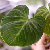 フィロデンドロン エルチョコレッド / Philodendron "El Choco Red"⑯ / 観葉植物<育て方・花言葉>
