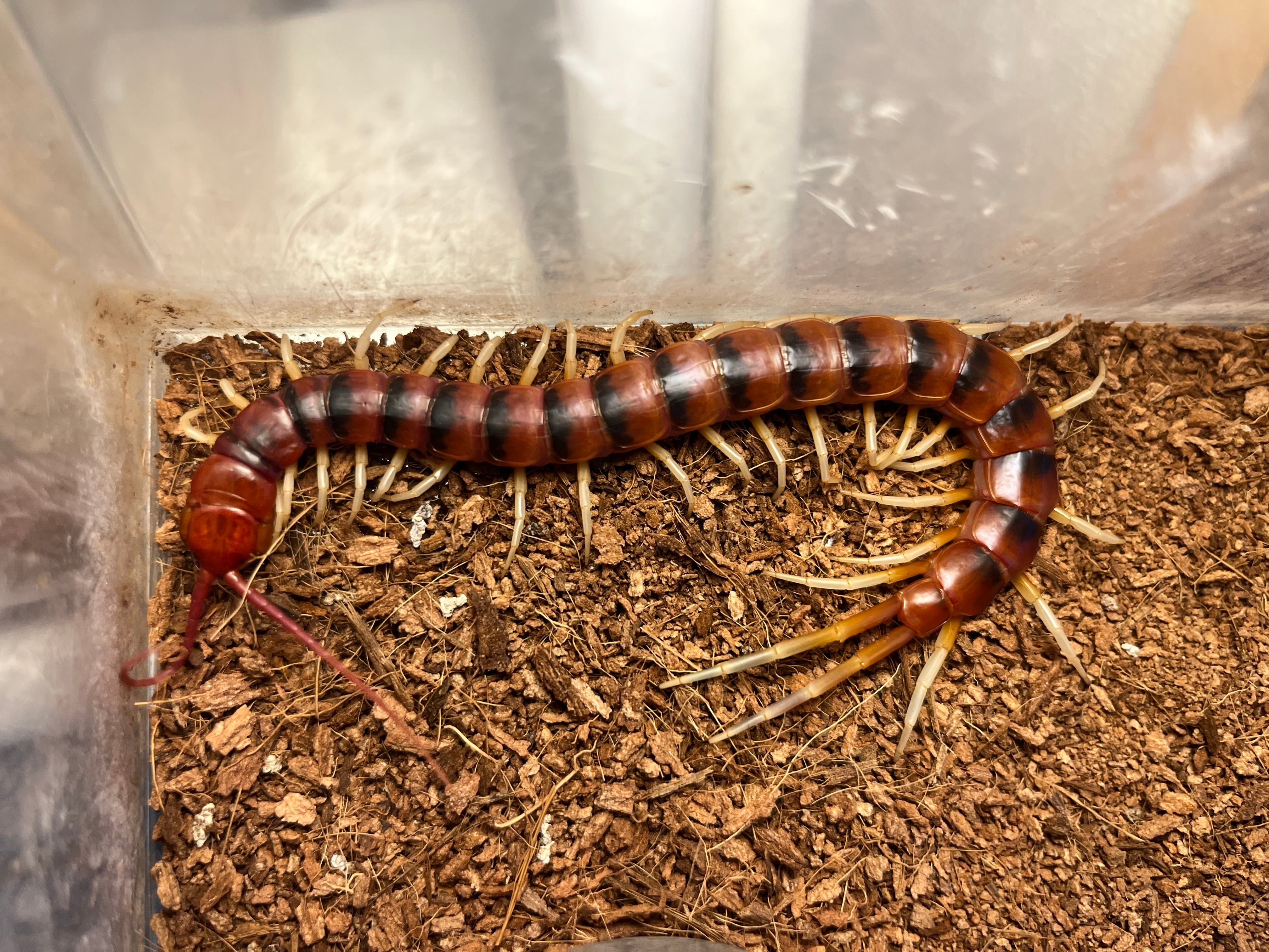 セール】ペルビアンホワイトレッグオオムカデセンチピード 全長12cm程
