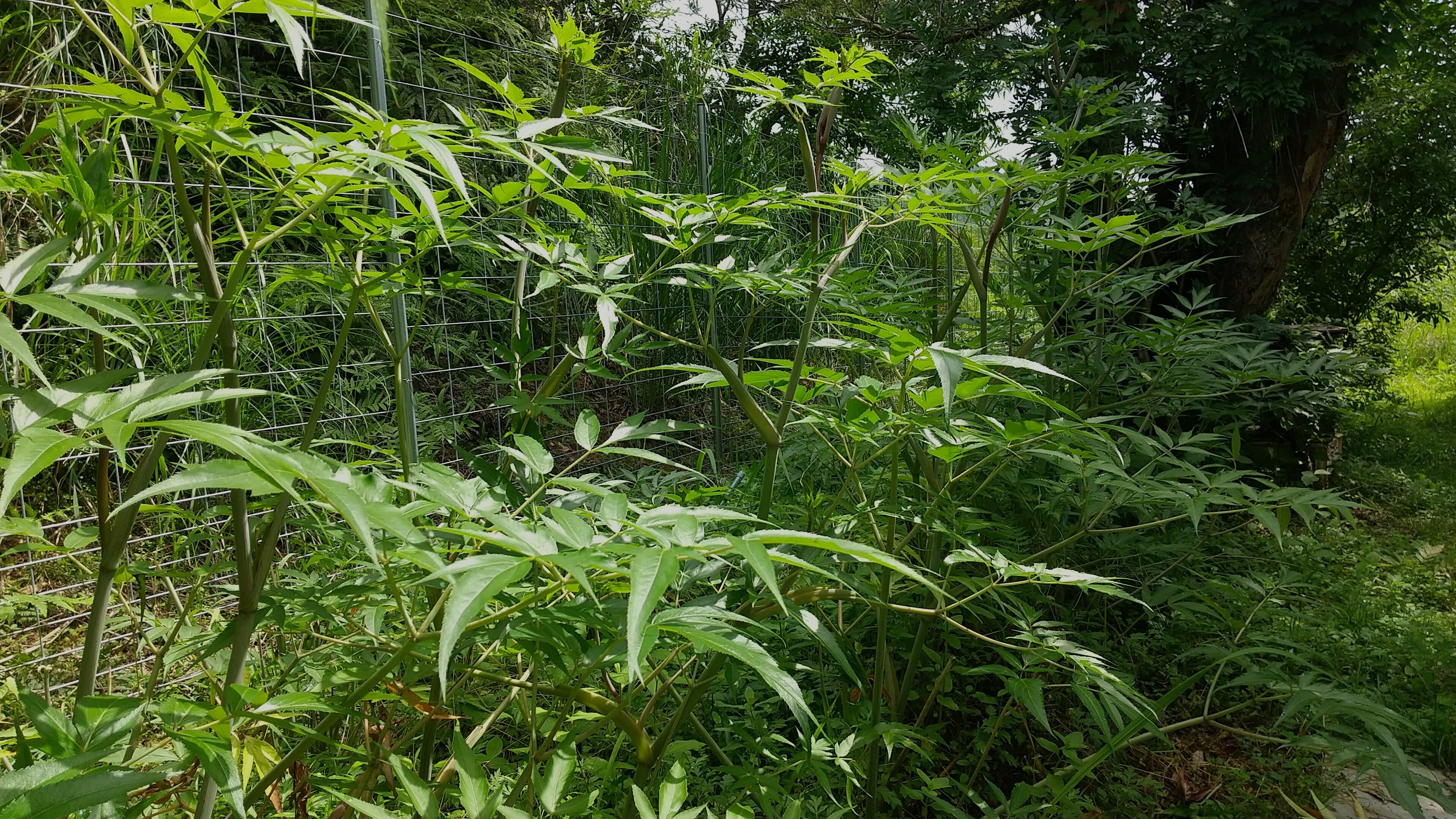 日向当帰茶(日本山人参) 10g | Pay ID 日向当帰茶(日本山人参) 10g | Pay ID