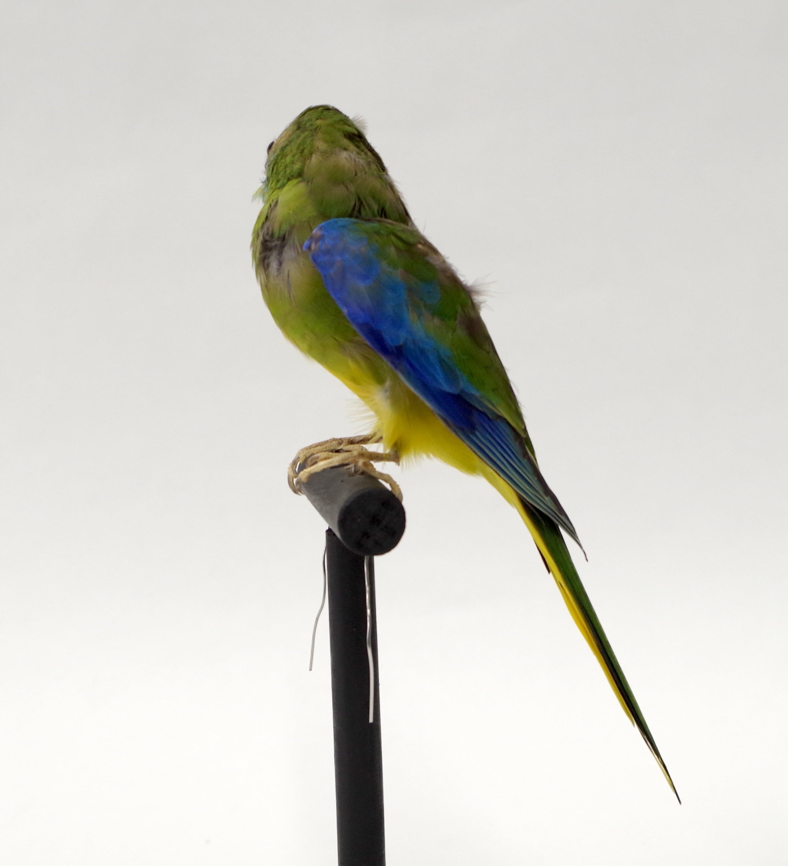 オグロインコの剥製 オグロインコの剥製