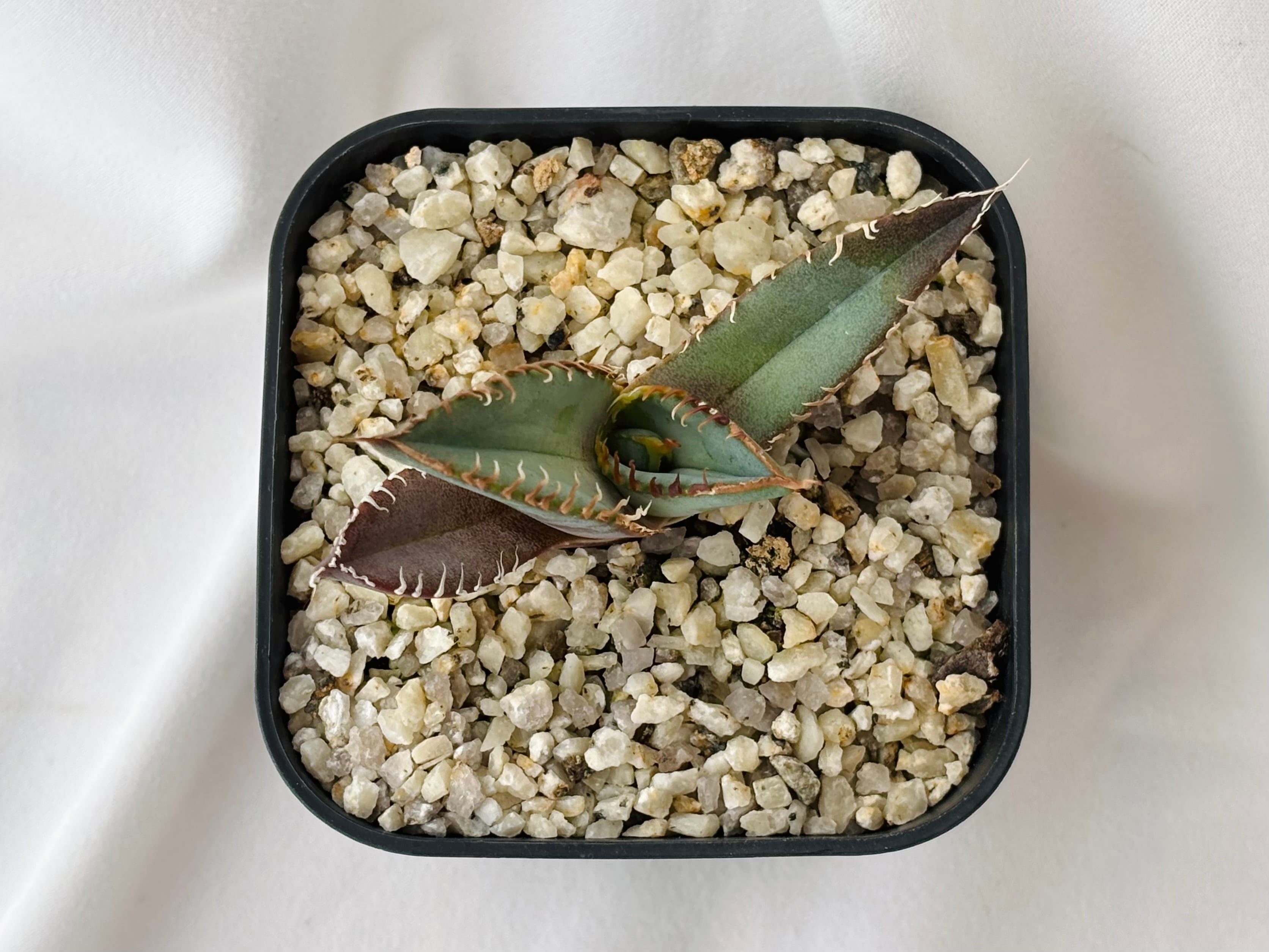 Agave titanota アガベ チタノタ オテロイ 多肉植物 | plants MARU
