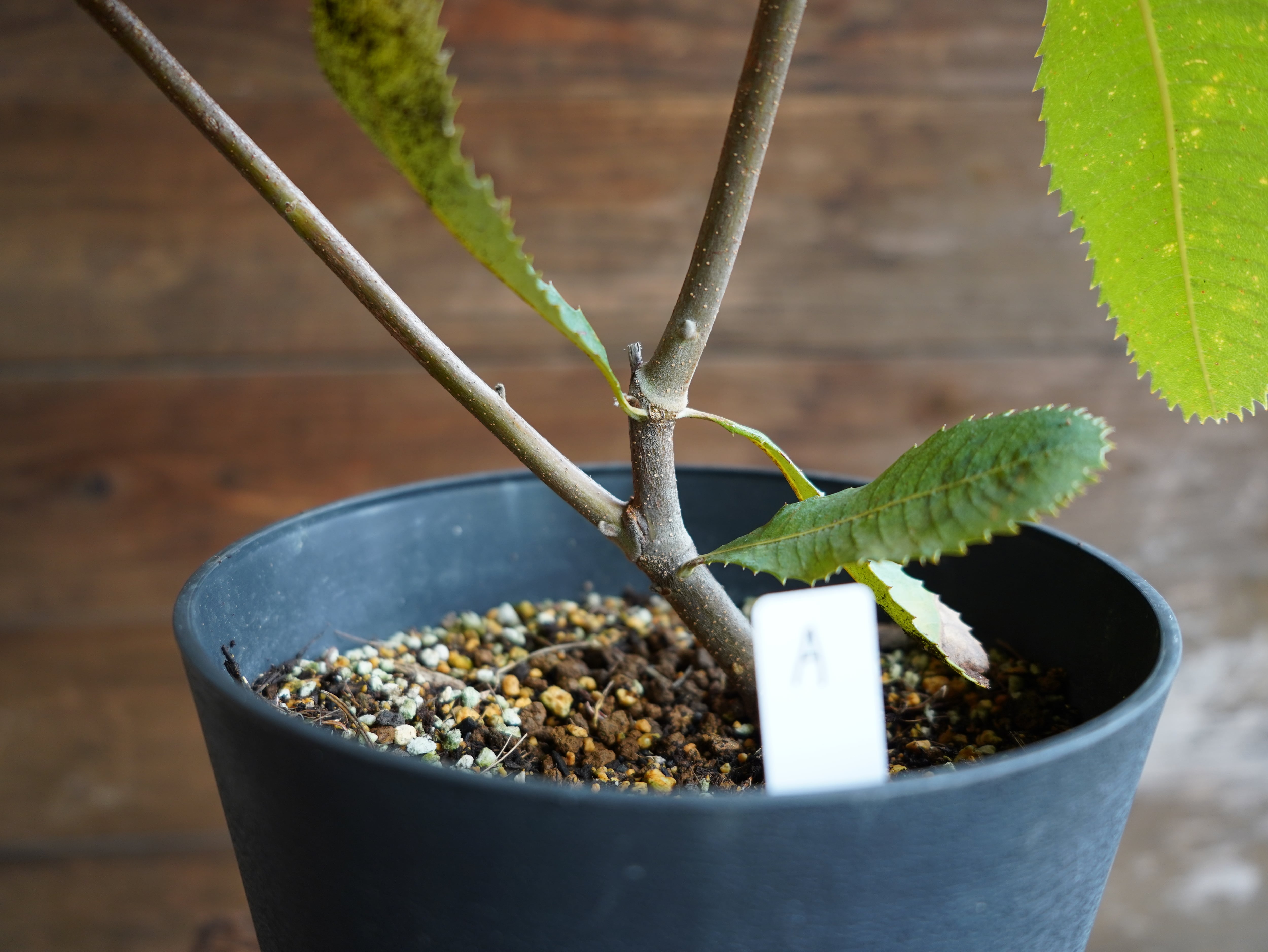 【現物】バンクシア　”ロブル”（スワンプバンクシア）　A