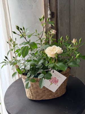 Mother‘s day　ミニバラ・グリーンアイス&バスケットセット