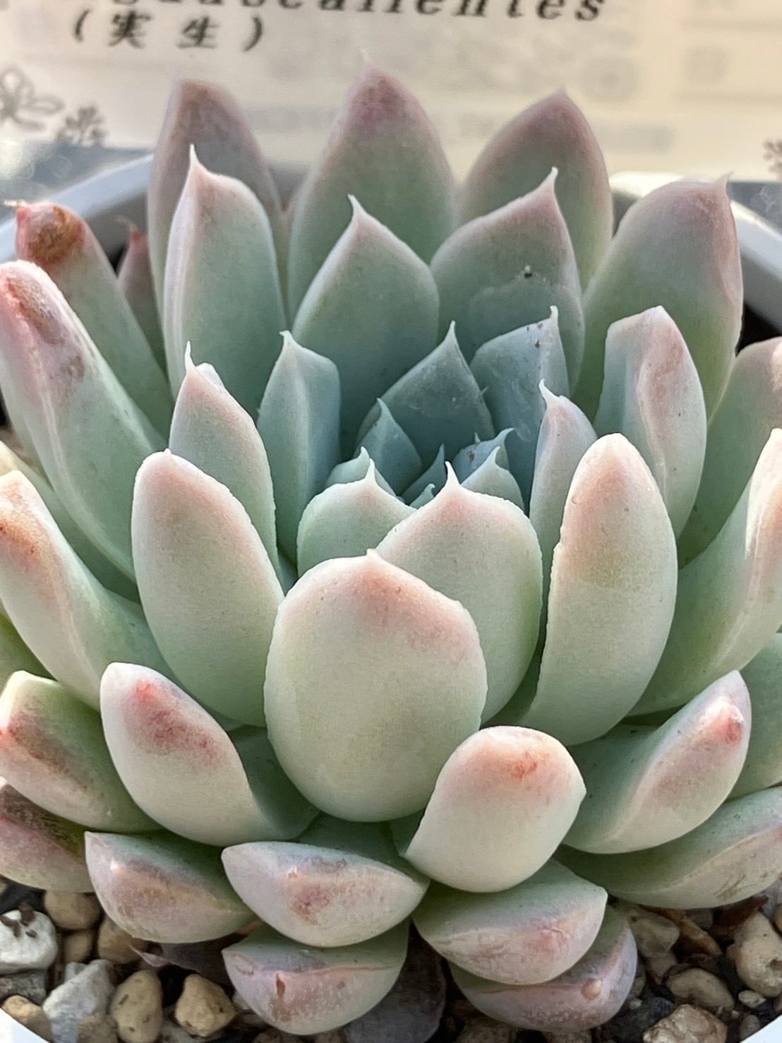 現物商品】hyalina,Rancho Viejo Aguascalientes 実生苗 | 多肉植物研究所